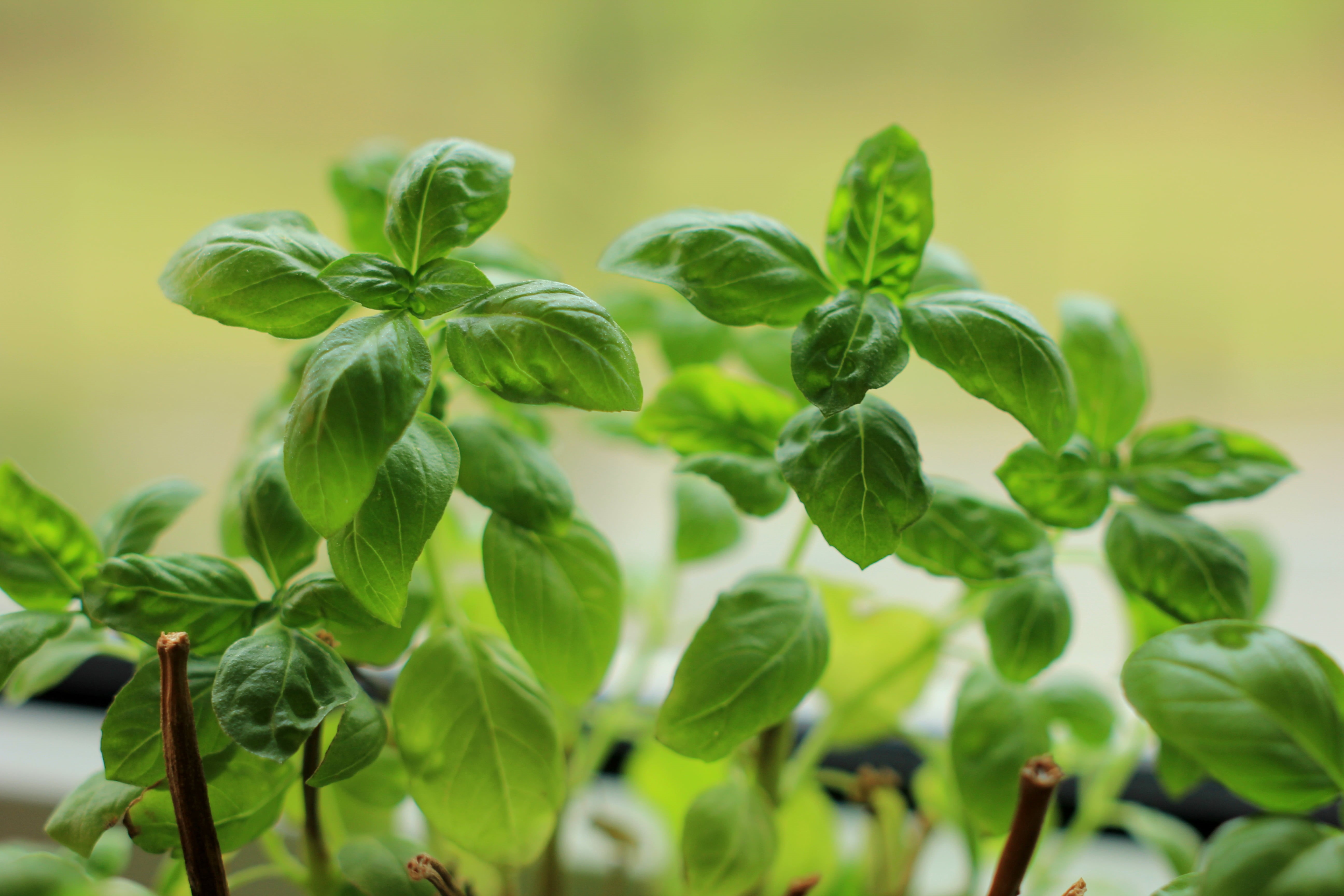 freshness, Basil, growth, Taste, Gewürz, Cooking, leaves, nature, shallow focus, green Color, focus, green, Flavour, Küche, Aroma, photo, shallow, leaf, HD Wallpaper