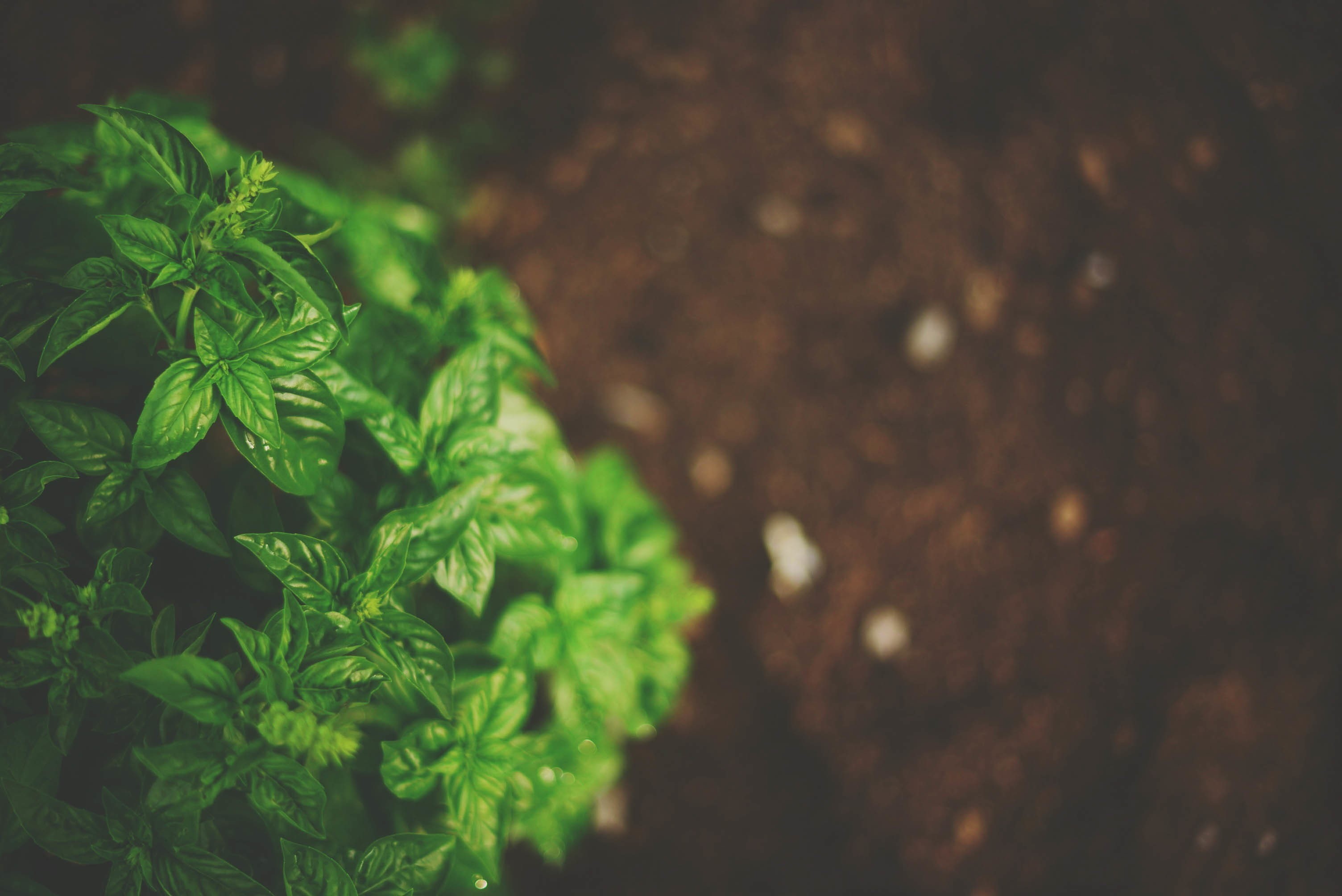 depth of field, plants, macro, basil, 2K, nature, HD Wallpaper
