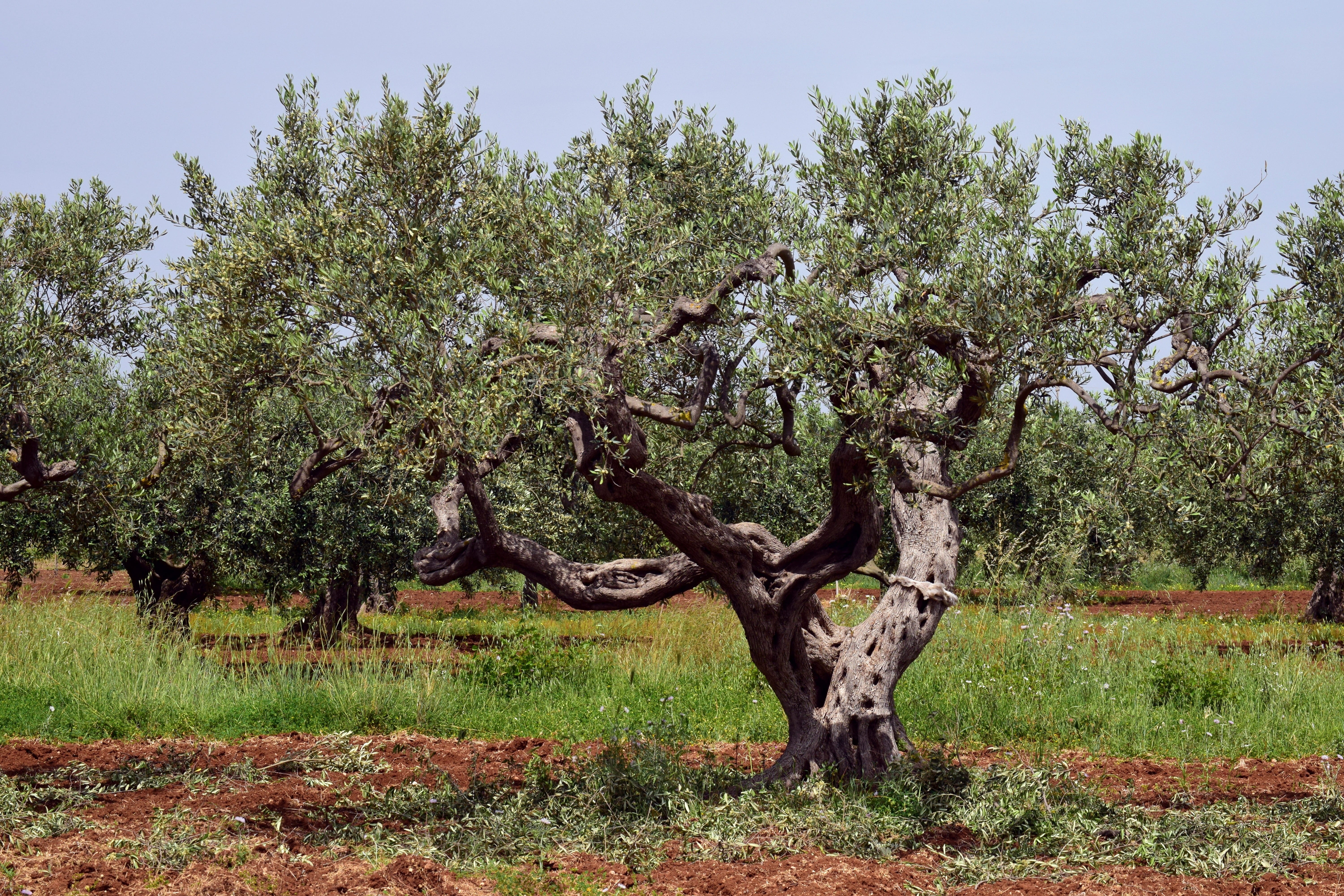 wood, green, beauty in nature, old, grass, olive grove, environment, growth, land, cultivation, scenics - nature, oelfrucht, no people, hardwood, 5K, log, HD Wallpaper