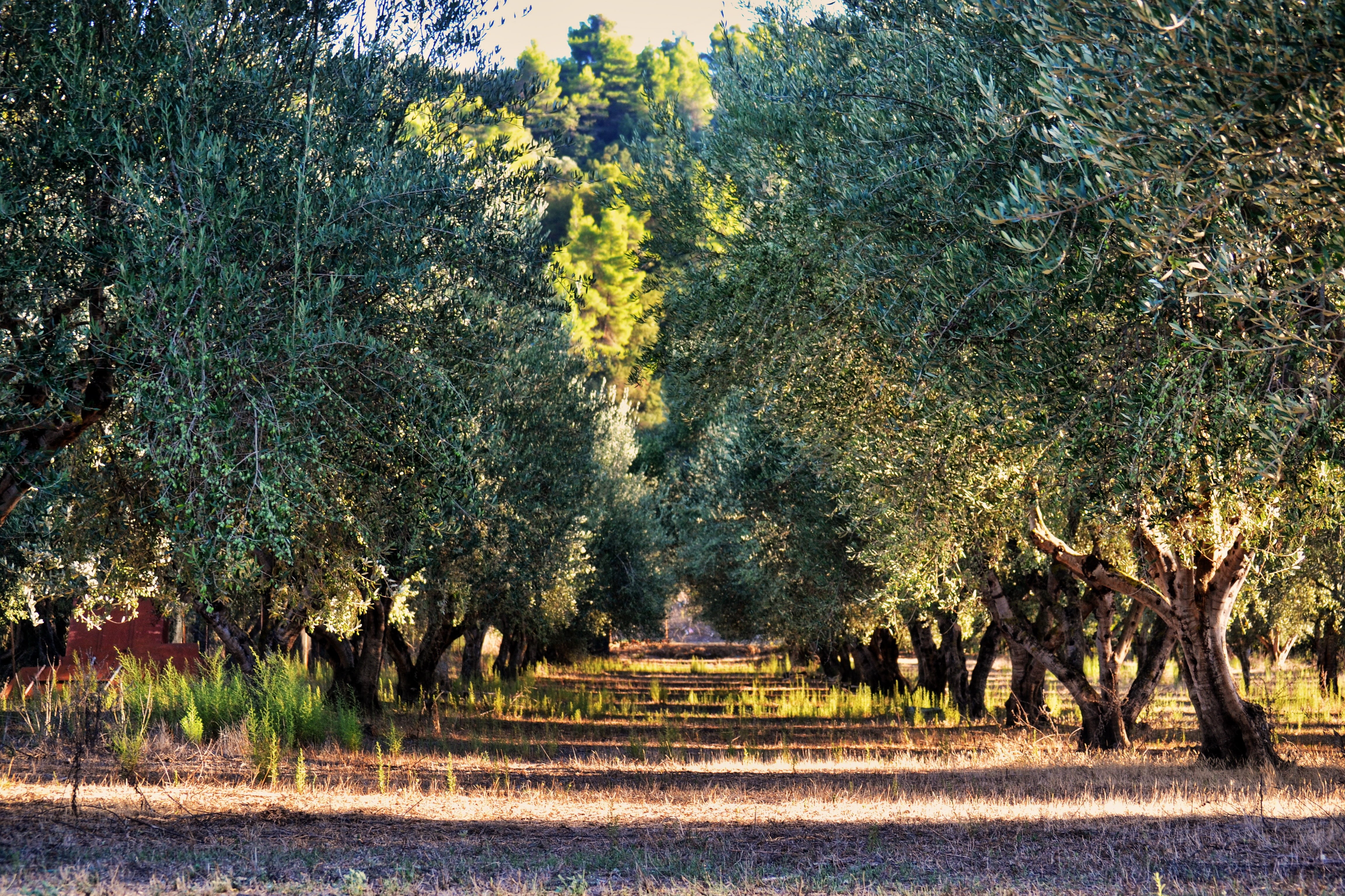 nature, forest, rural, tranquility, scenics - nature, no people, olive tree, outdoors, direction, agriculture, treelined, plant, grass, land, growth, countryside, HD Wallpaper
