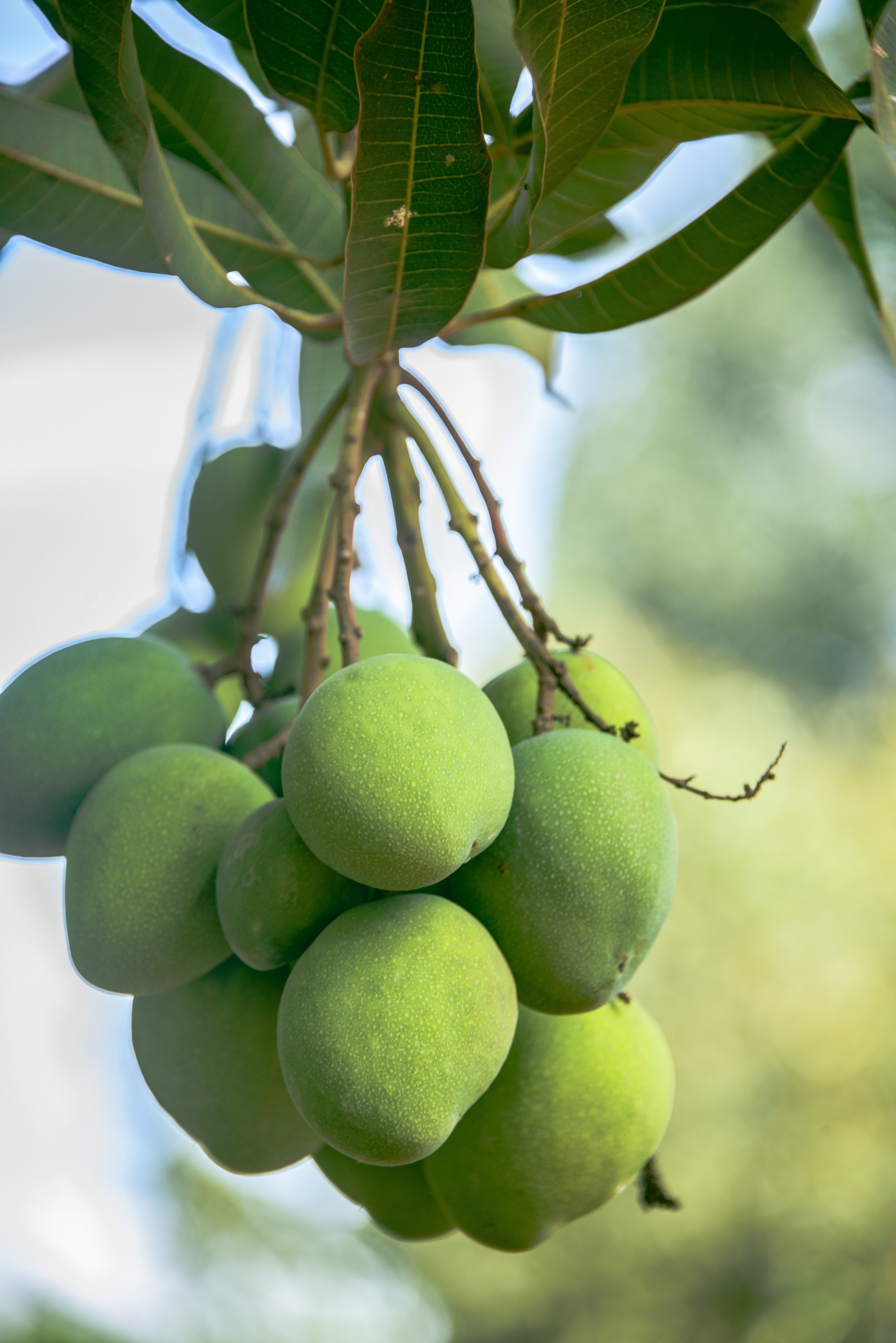 green, food, mango, branch, outdoors, wellbeing, agriculture, orange, summer, nature, day, plant, fruit, leaf, growth, plant part, food and drink, no people, Phone HD Wallpaper