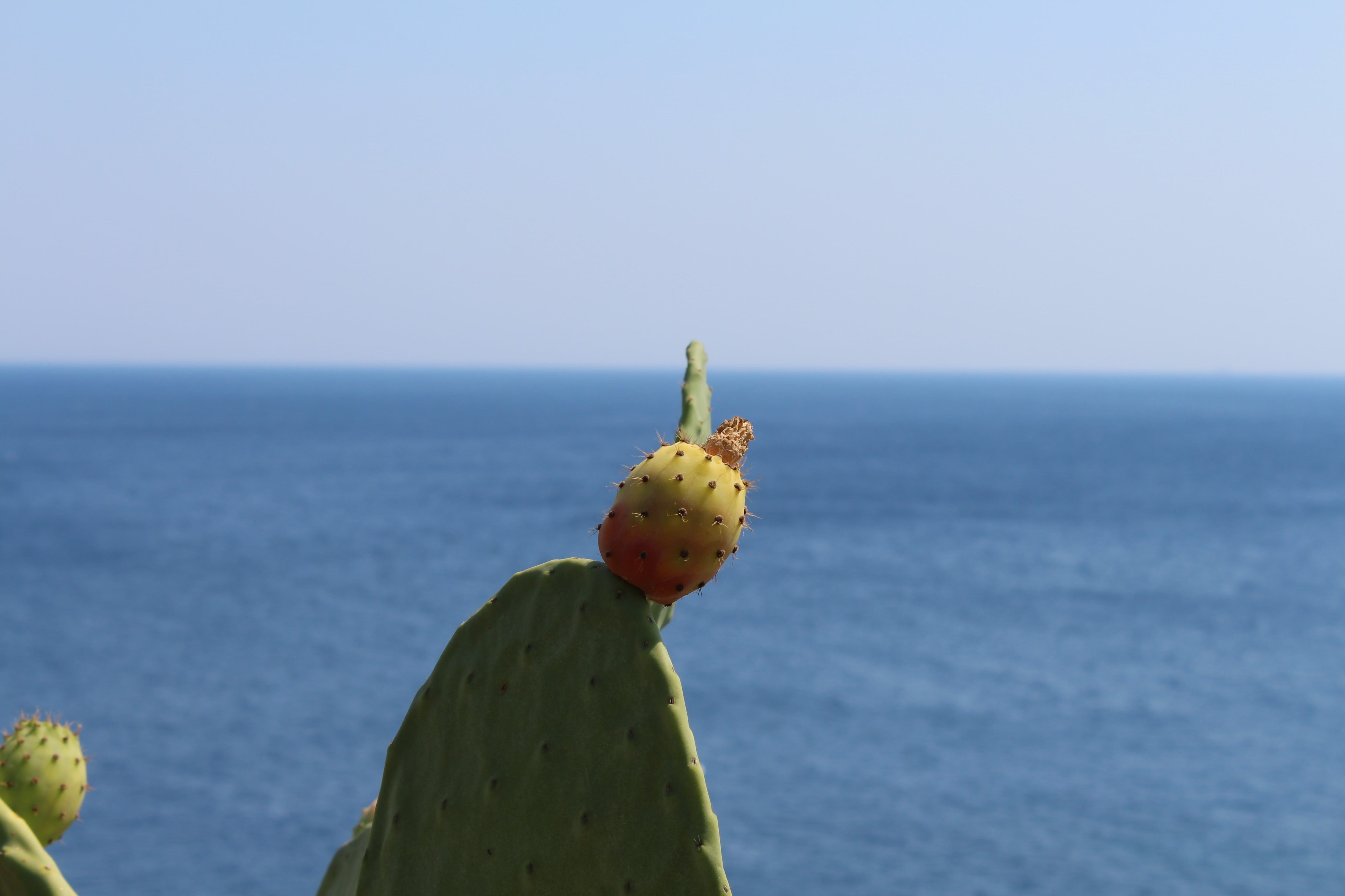 succulent plant, prickly pear cactus, sky, otranto, horizon, horizon over water, lecce, flowers, puglia, scenics - nature, freshness, clear sky, no people, HD Wallpaper