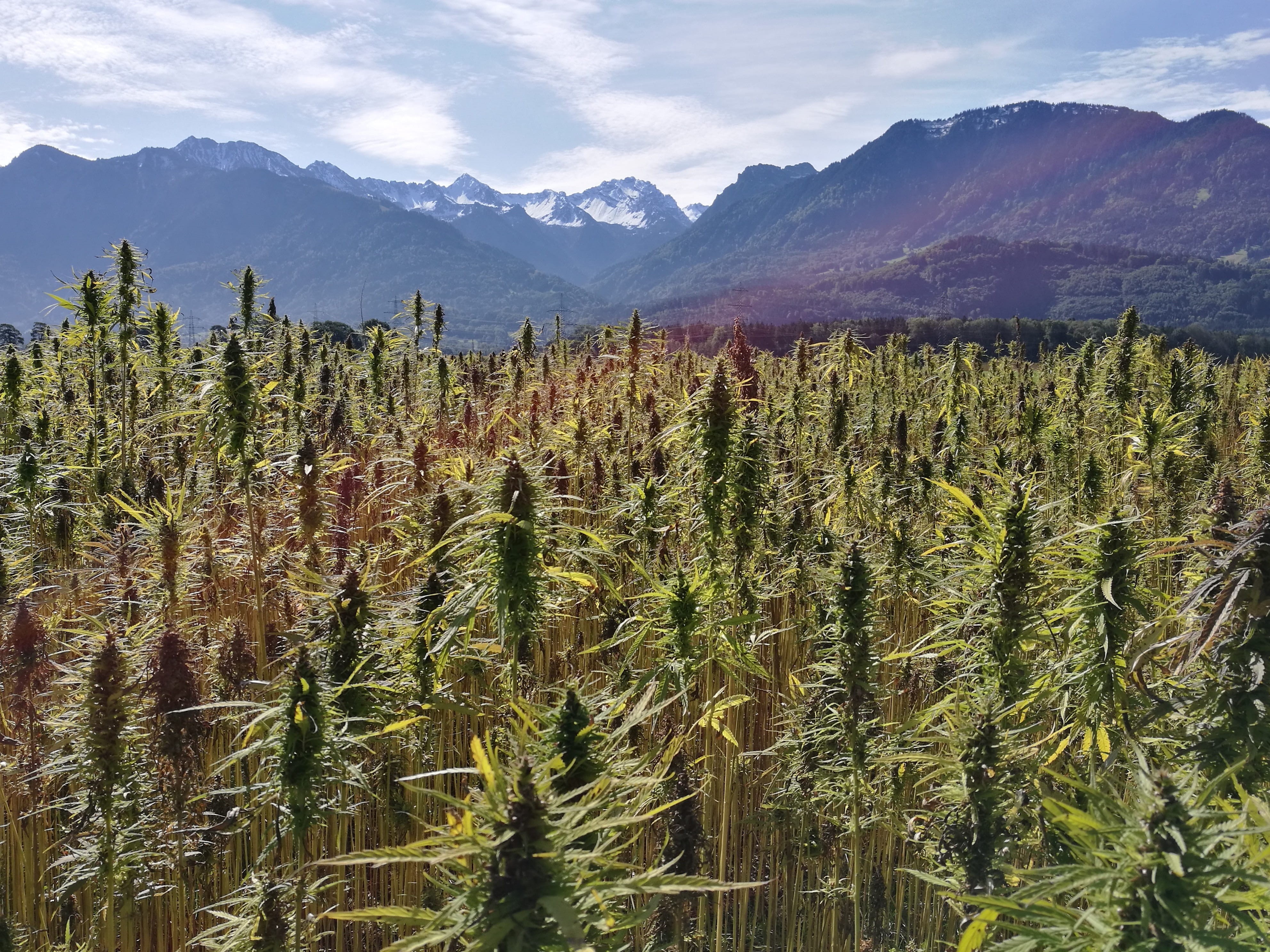 outdoors, growth, no people, environment, non-urban scene, landscape, tranquil scene, hemp field, sky, plant, coniferous tree, hemp seed oil, mountain range, HD Wallpaper