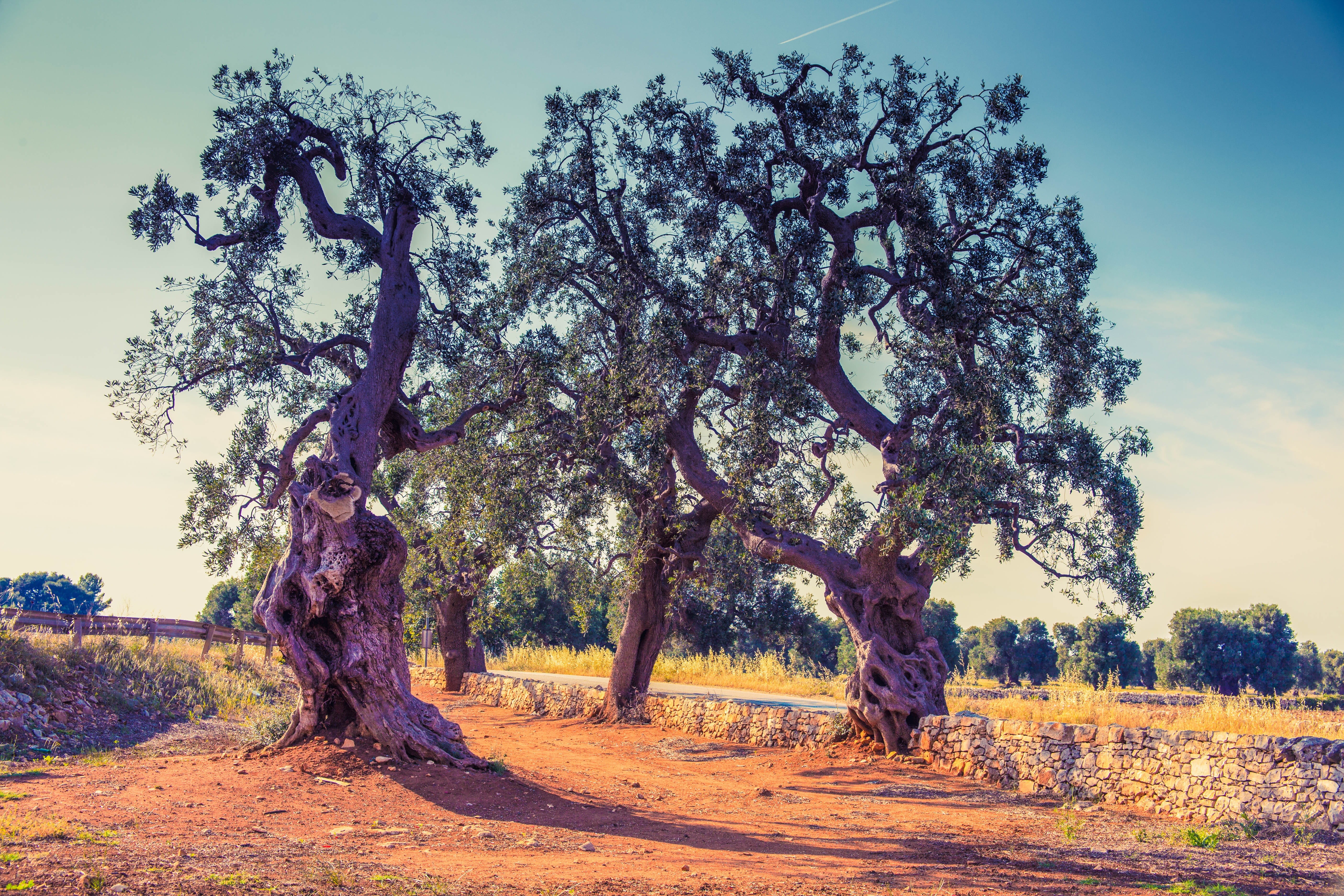 growth, tranquility, landscape, day, sky, sunlight, trunk, beauty in nature, tree trunk, tree, land, scenics - nature, 5K, branch, italy, nature, mediterranean, HD Wallpaper