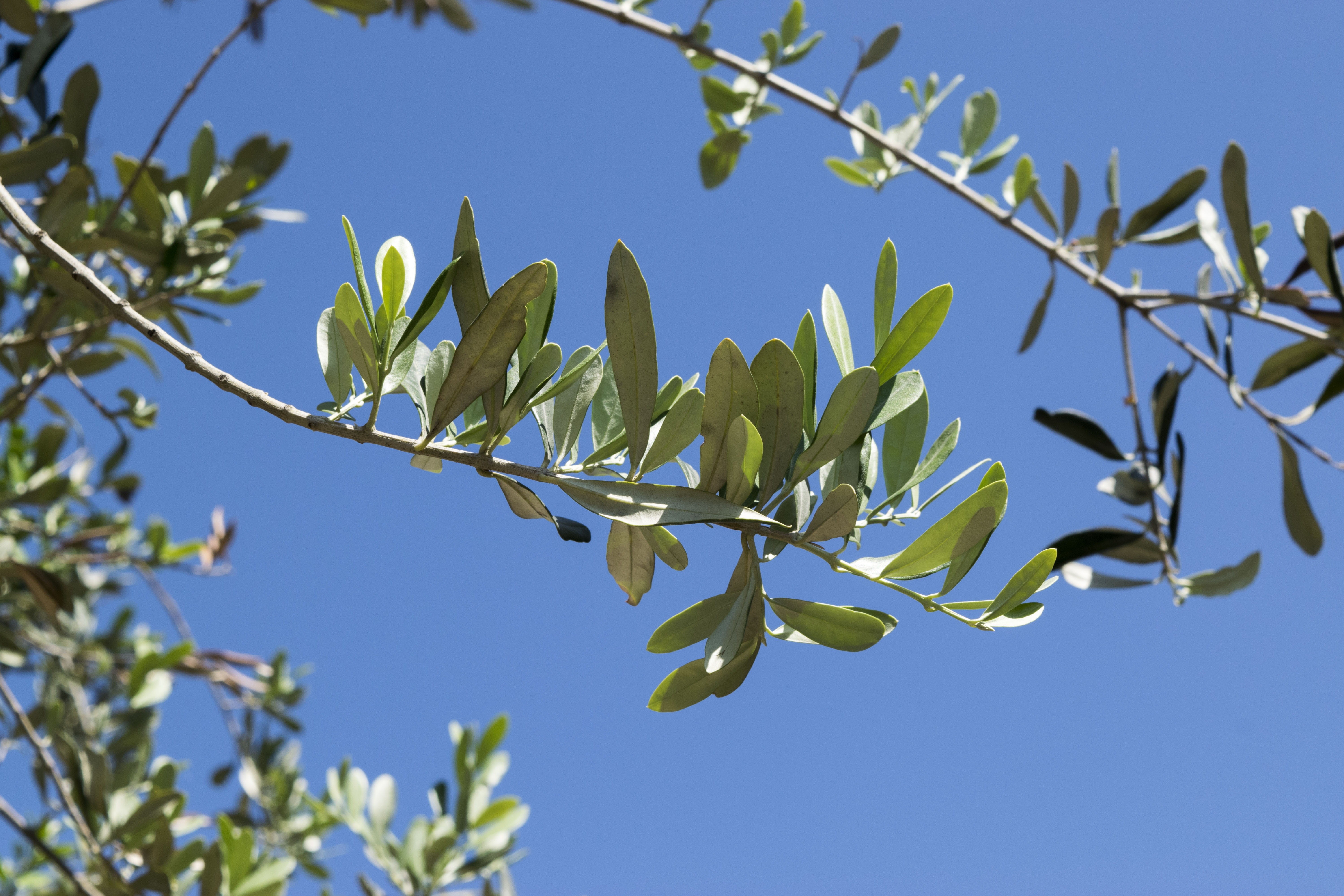 landscape, sky, sunlight, puglia, oil, close-up, elijah clerici, freshness, outdoors, branch, olive tree, olives, day, tree, nature, leaf, no people, heavens, HD Wallpaper