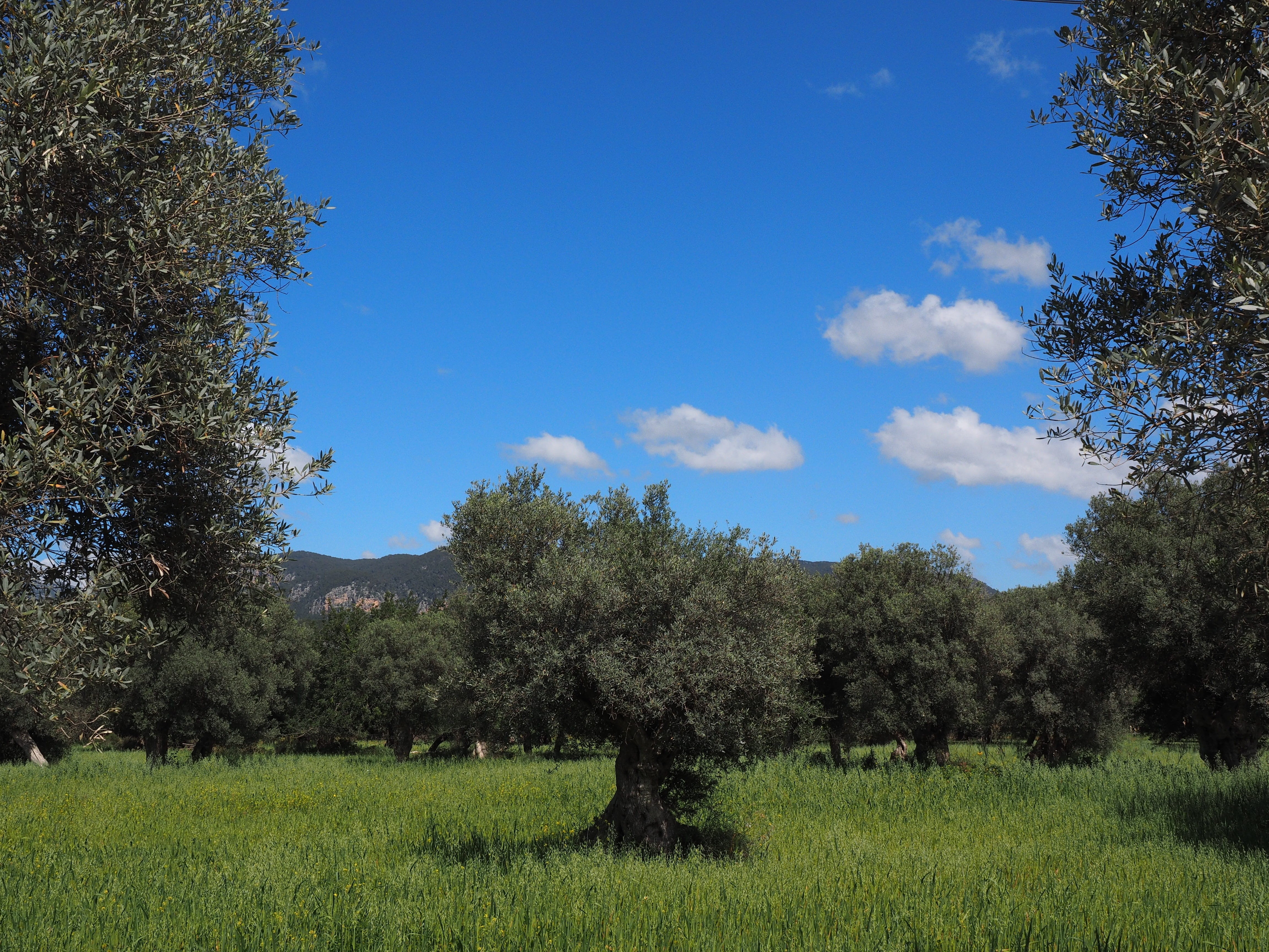 scenics - nature, day, Plantation, tranquility, leafed, olive planting, daytime, non-urban scene, sky, growth, olive plantation, grass, green, beauty in nature, HD Wallpaper