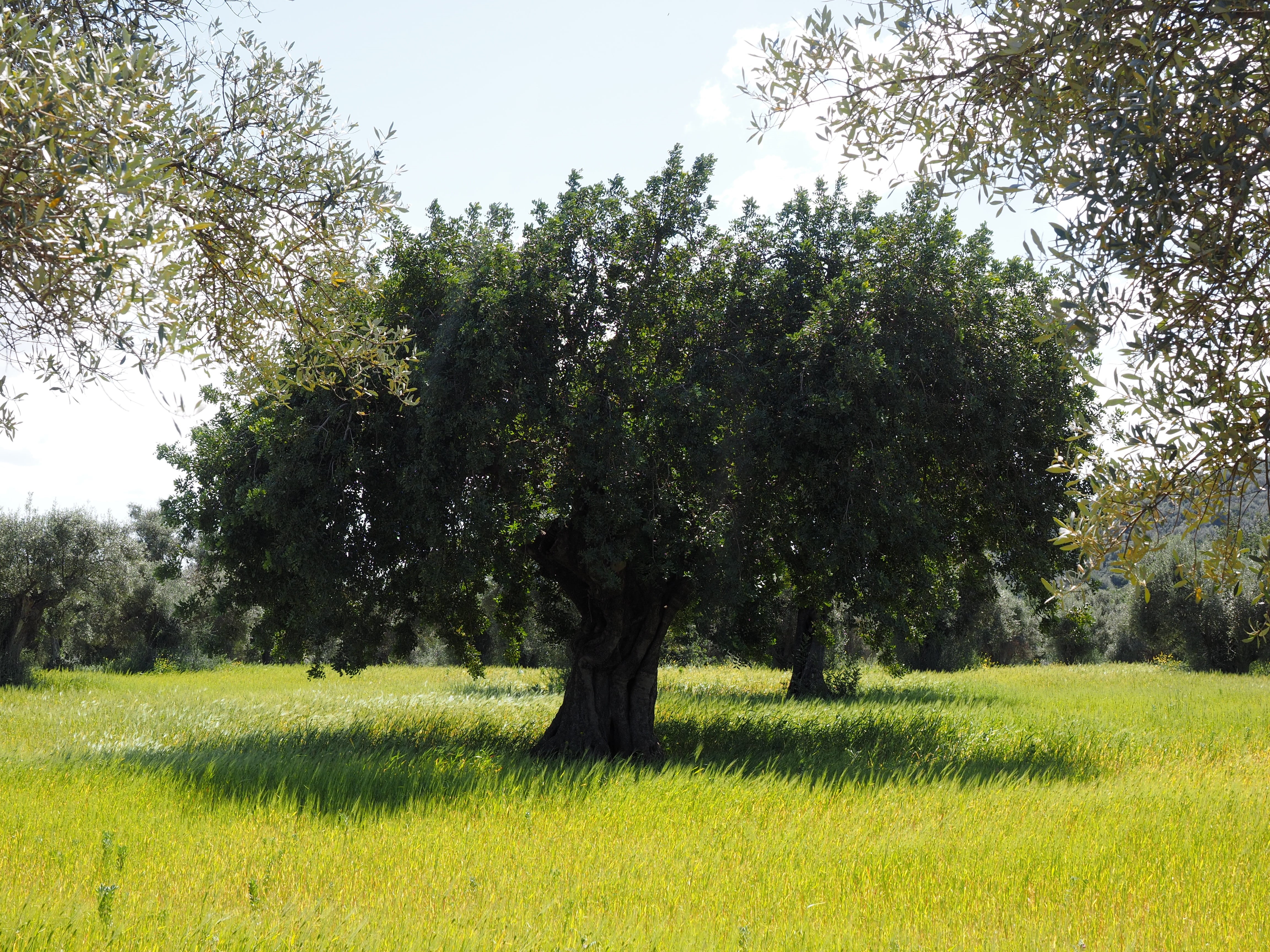 day, growth, agriculture, tranquility, plantation, tree, olive grove, sky, field, tranquil scene, grass, plant, land, sunlight, planting, olive cultivation, HD Wallpaper