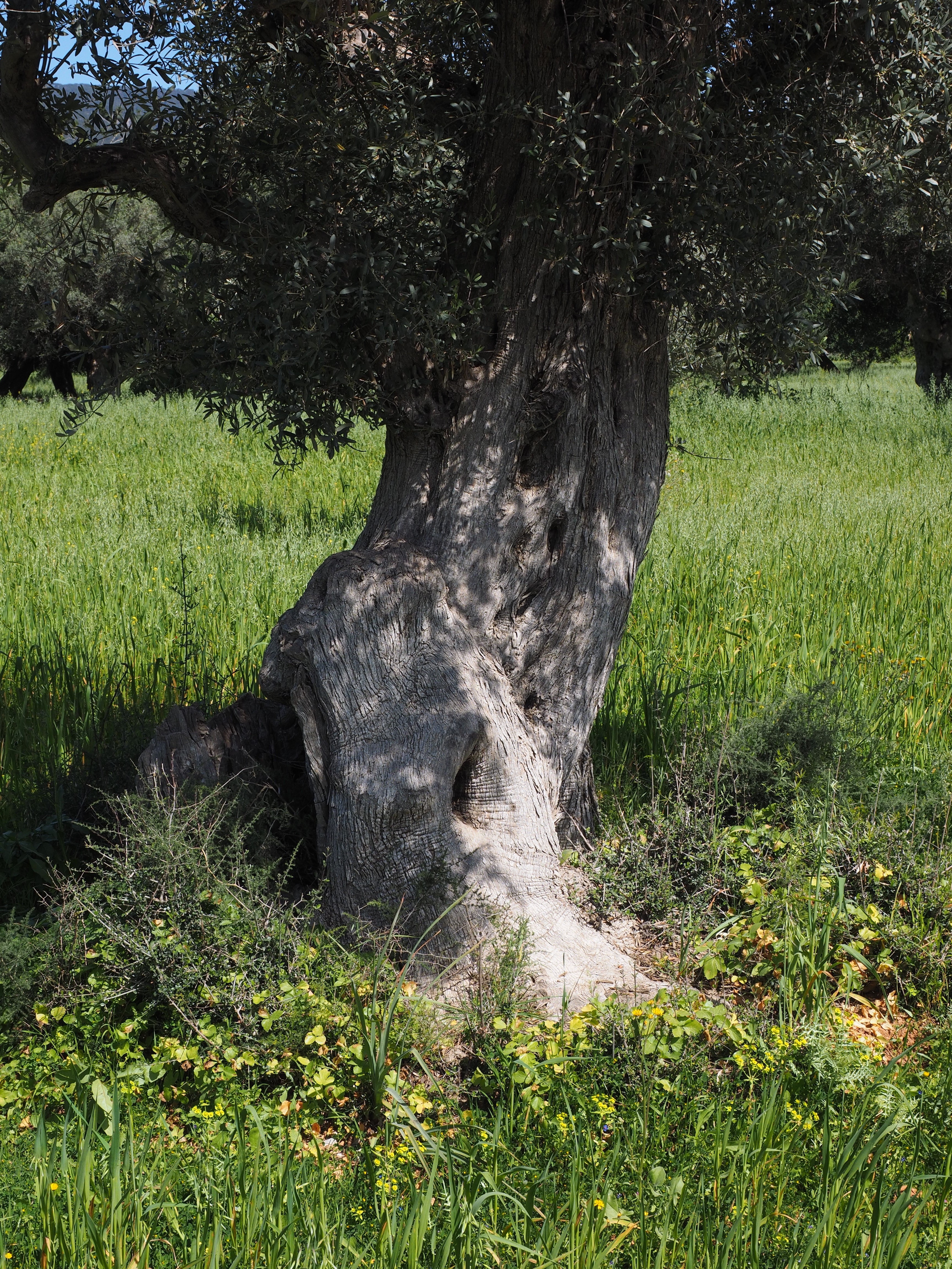 outdoors, green color, olive garden, beauty in nature, olive grove, scenics - nature, planting, landscape, trunk, nature, bark, grass, day, 4K, environment, Phone HD Wallpaper