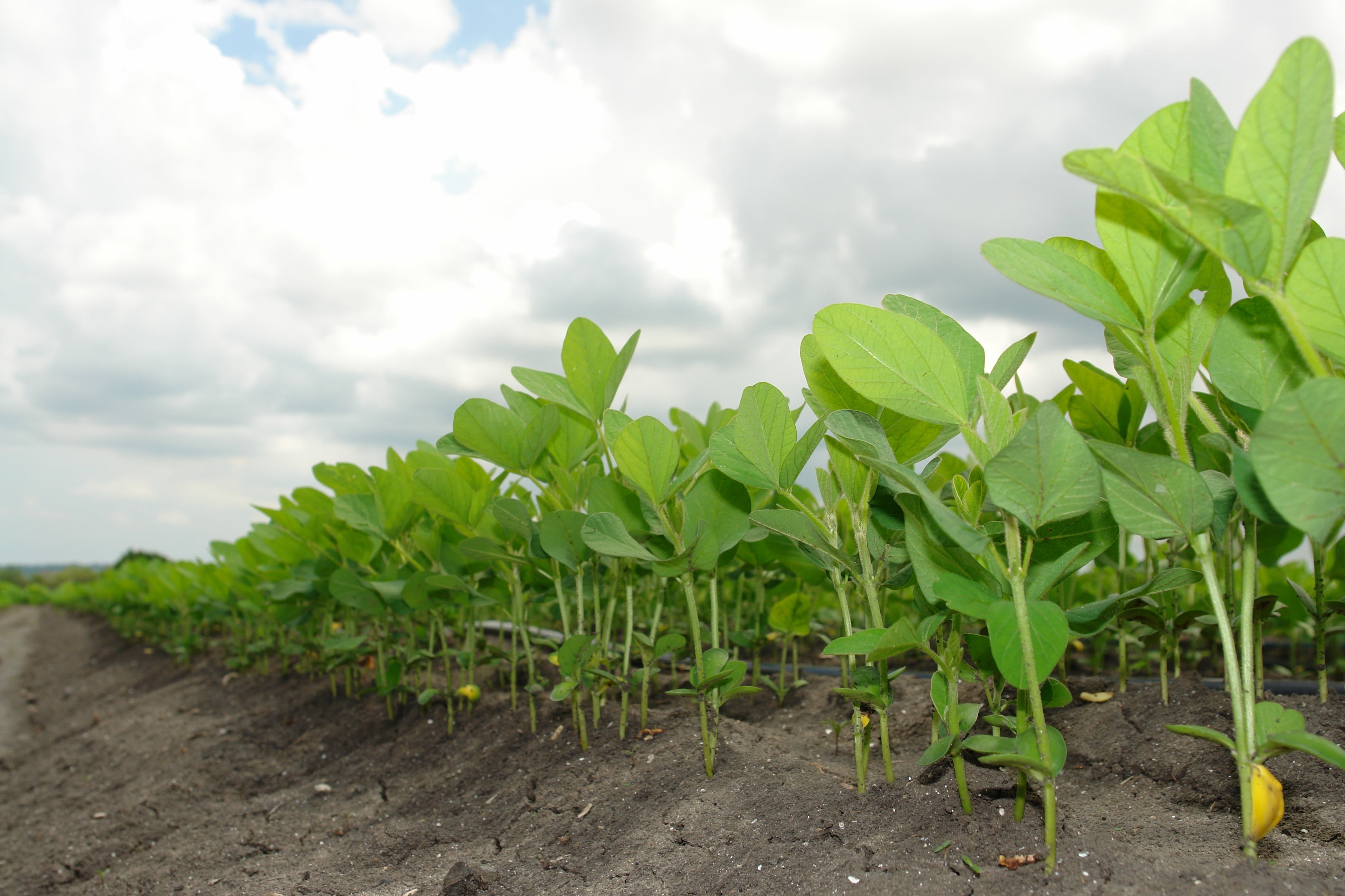 food, fields, plant part, crop, day, plantation, seedling, land, 4K, glycine max, clouds, agriculture, vegetable, summer, no people, soy, green, groove, HD Wallpaper