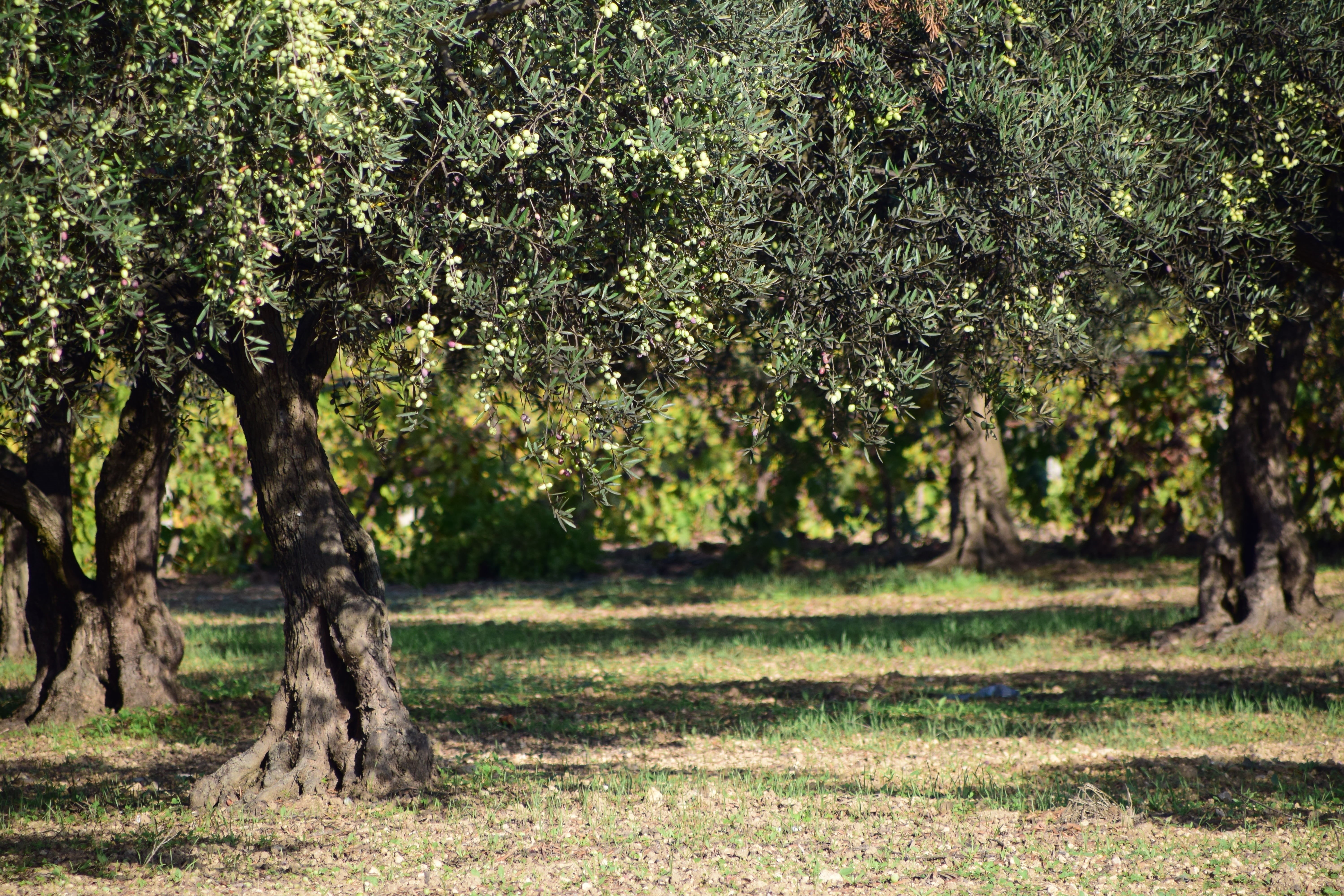 tree, growth, green color, sunlight, tranquility, beauty in nature, land, fruits, leafed, trees, old, trunk, green, plant, daytime, forest, olives, no people, HD Wallpaper