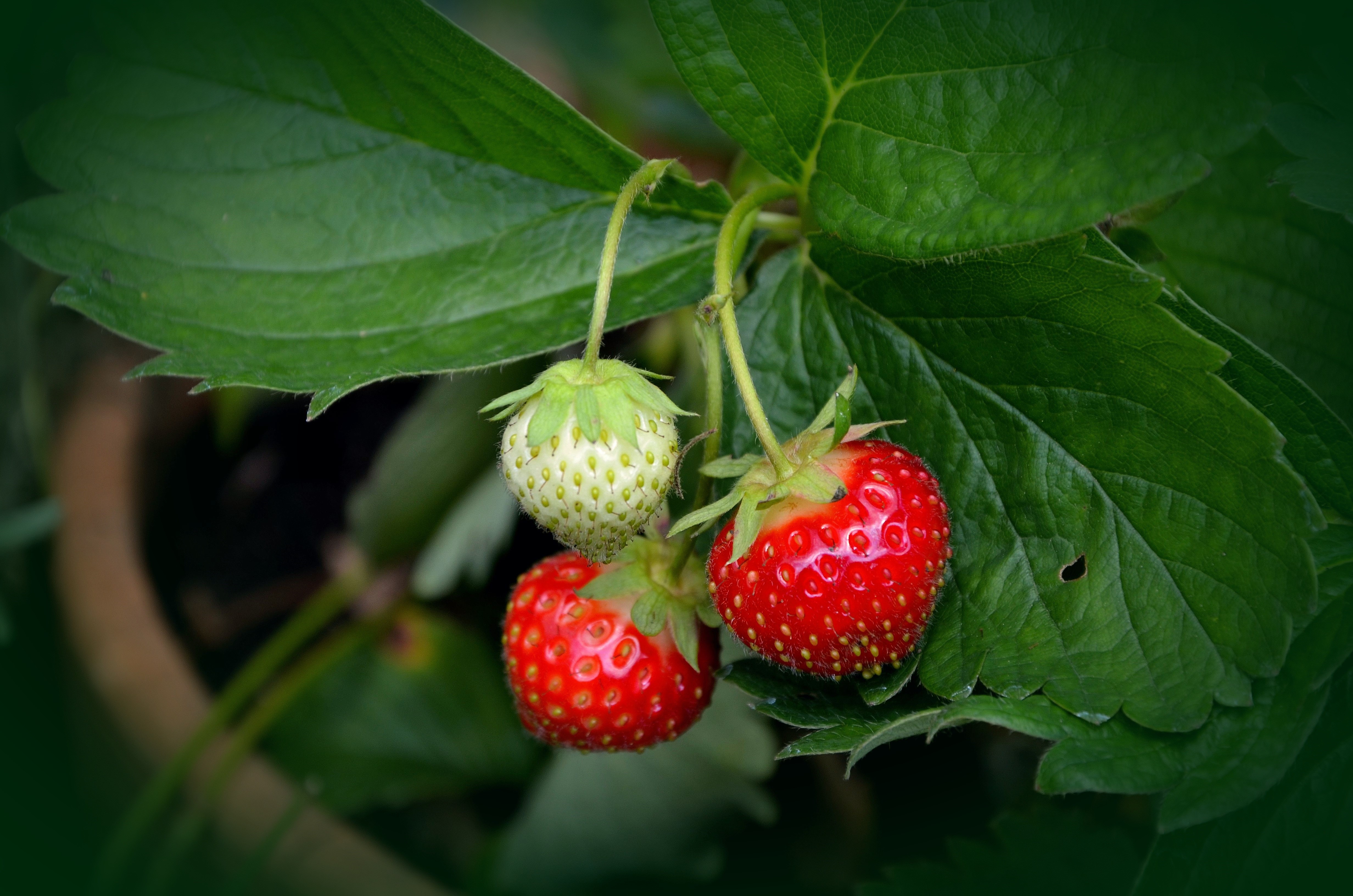 photography, selective, berry Fruit, focus, summer, green Color, day, wellbeing, beauty in nature, dessert, red, sweet Food, immature, berry, plant part, HD Wallpaper