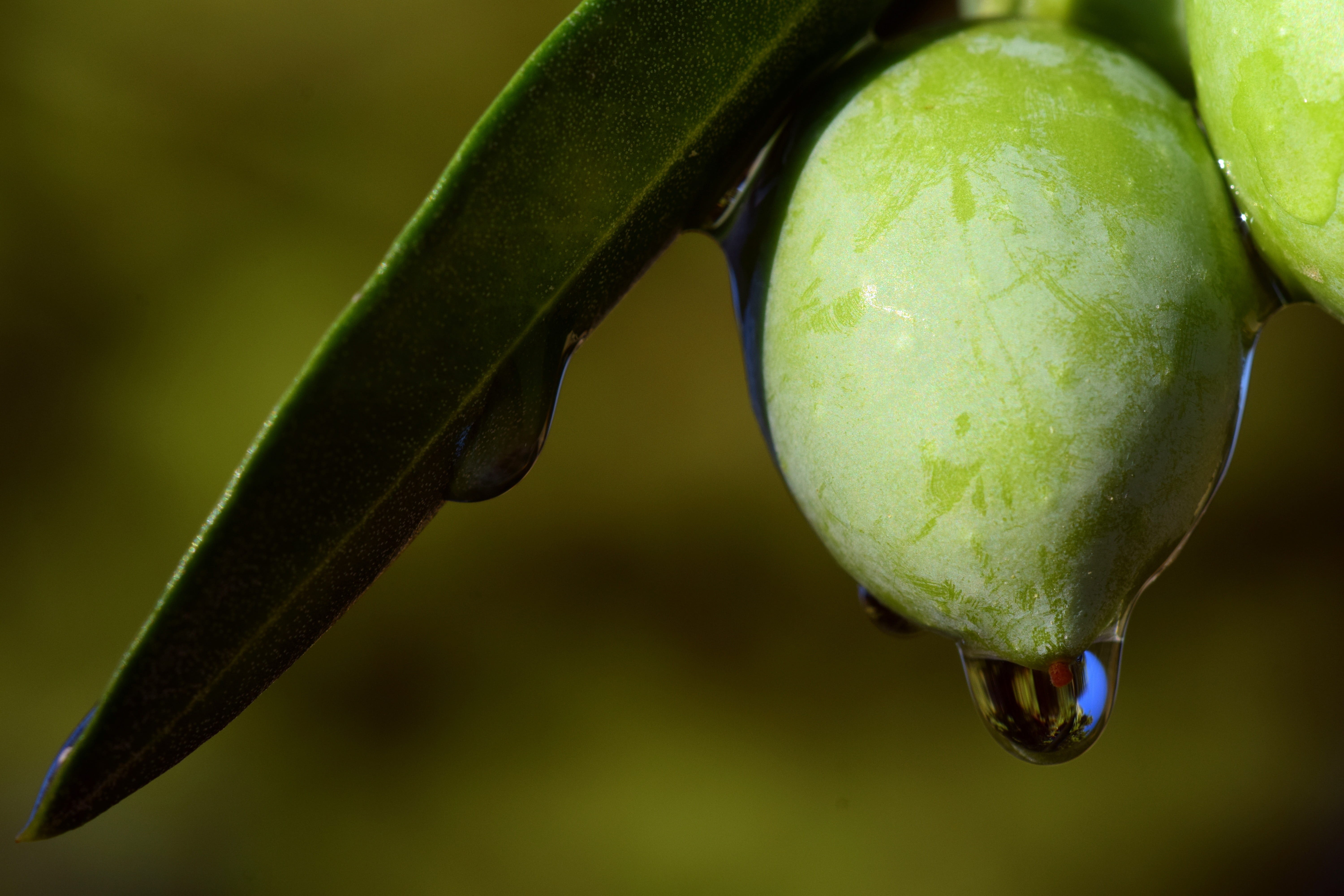 eat, organic, food, tree, freshness, beauty in nature, fruit, green olive, olive tree, mango, olive leaf, nocellara, oil, ripe, olive, 5K, healthy, nutrition, HD Wallpaper