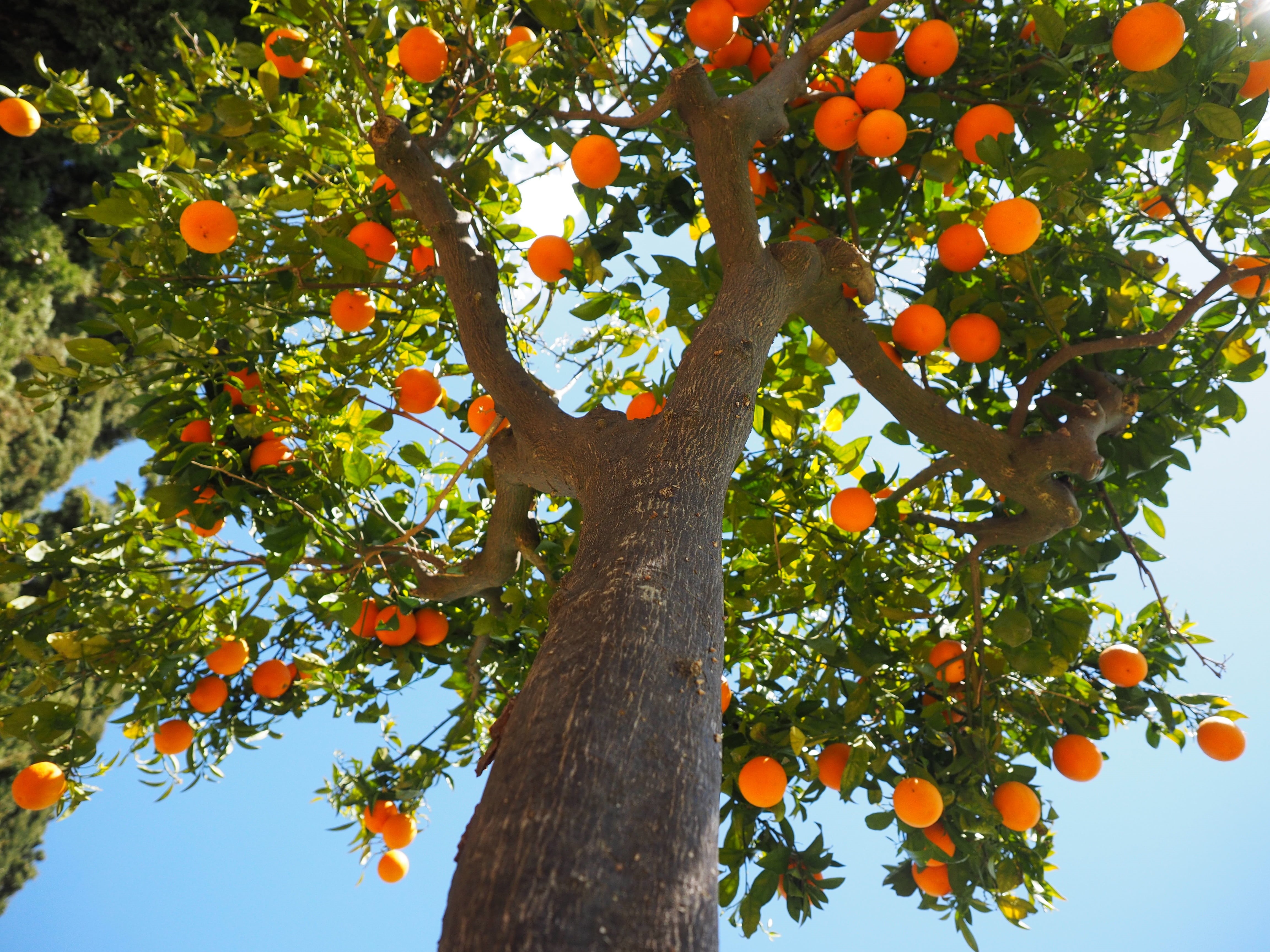 tree trunk, diamond green, periwinkle, plant, sweet, healthy, bush, low angle view, fruity, orange, vitamins, mediterranean, sweet orange, citrus tree, HD Wallpaper