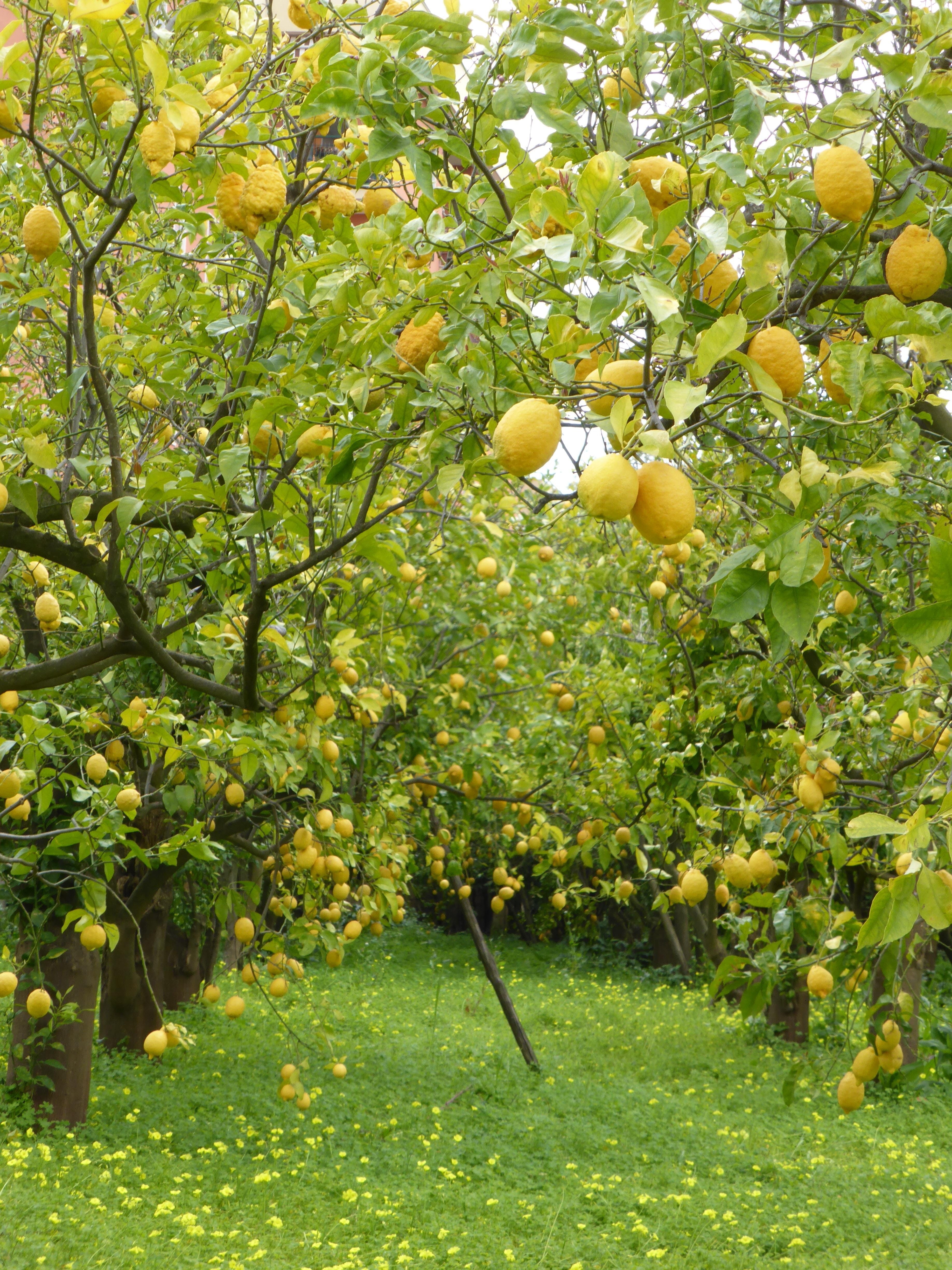 apple - Fruit, fruit tree, nature, healthy eating, day, freshness, Lemons, orange, lemon tree, branch, Lemon Trees, ripe, tree, food and drink, growth, Phone HD Wallpaper