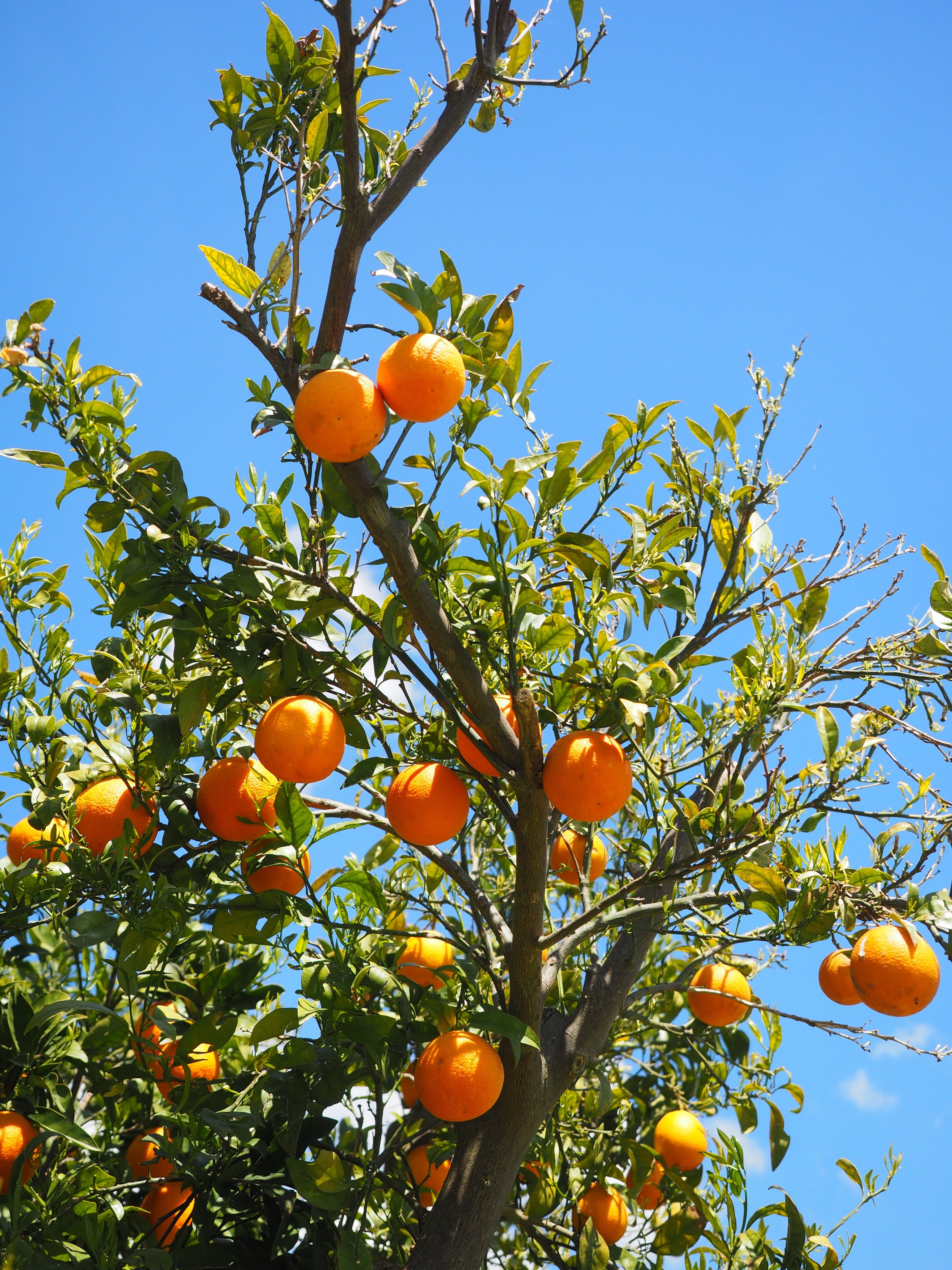 day, fruits, orange grove, frisch, citrus, freshness, bush, healthy eating, fruit tree, growth, citrus tree, aesthetic, periwinkle, tropical fruit, vitaminhaltig, Phone HD Wallpaper
