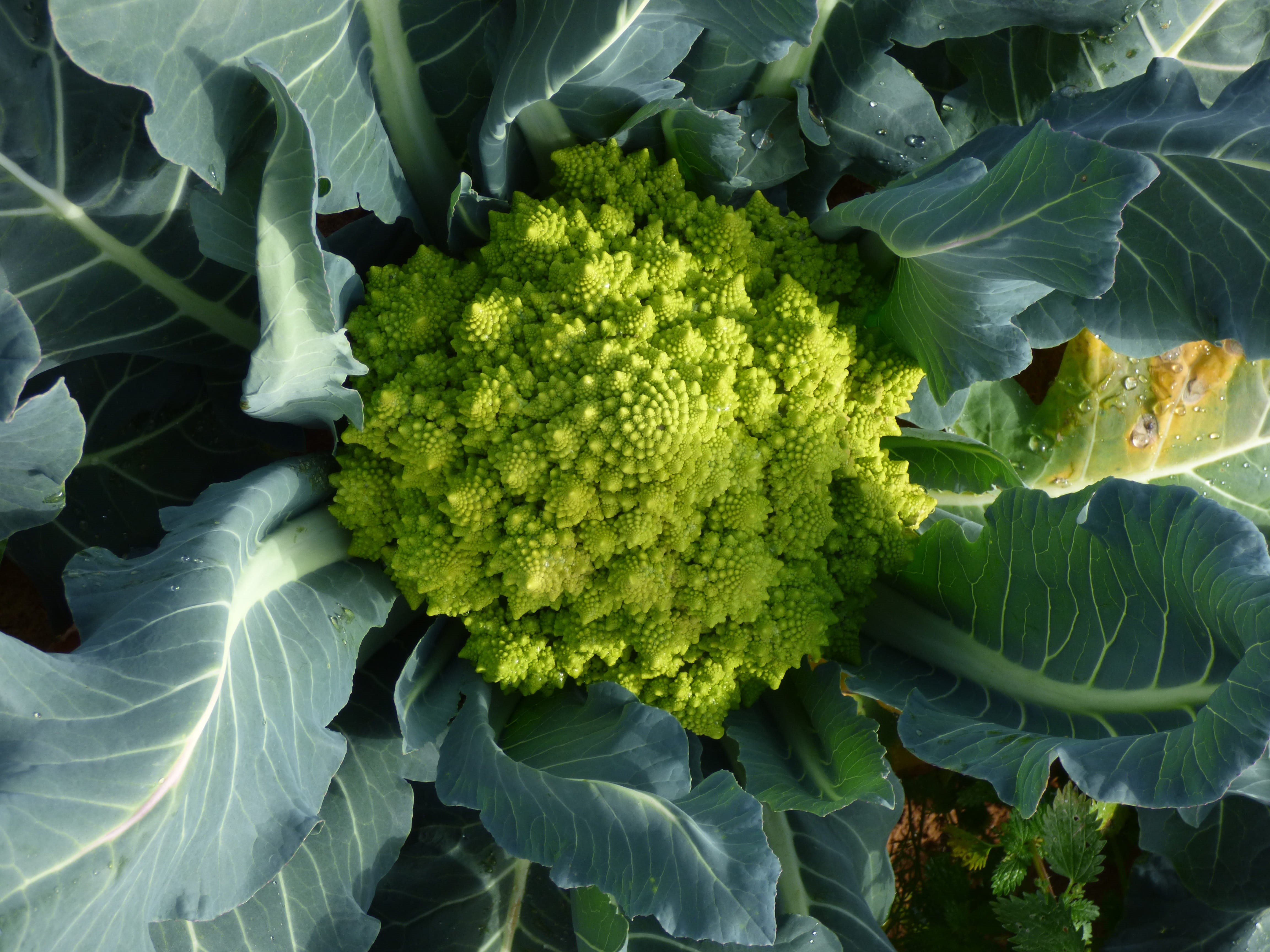 green color, fresh, eating, plant, Romanesco, directly above, agriculture, healthy eating, vegetarian, food and drink, full frame, 4K, farming, plant part, HD Wallpaper