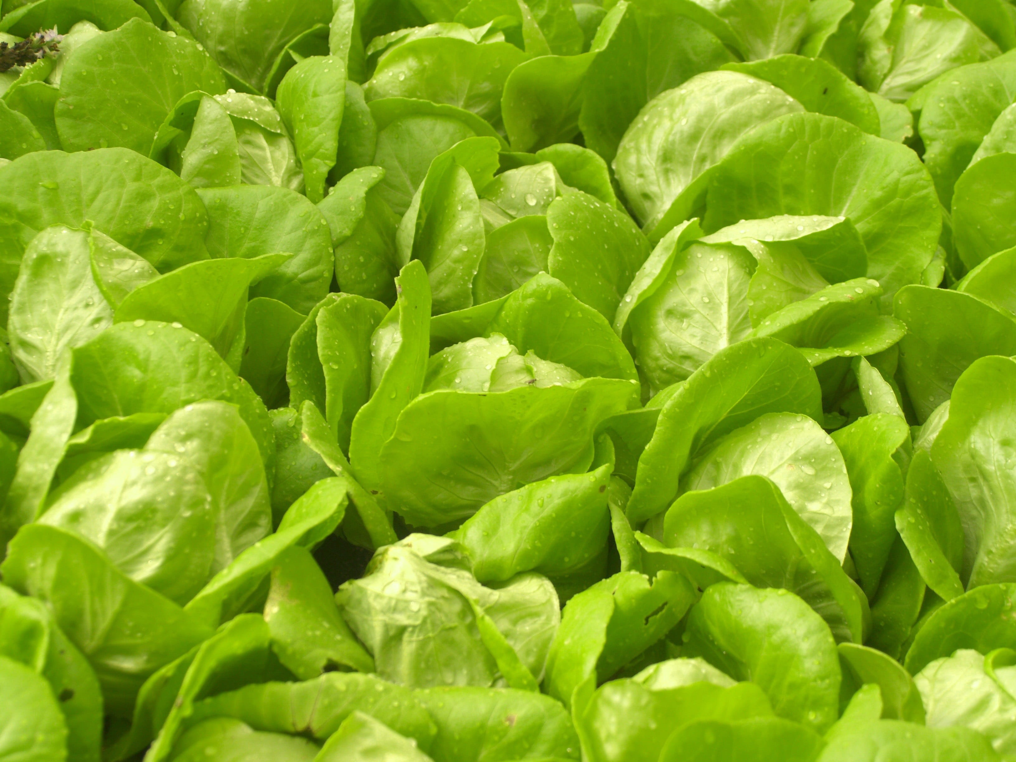no People, healthcare, healthy, Hydroponic, backgrounds, plant, farming, greenhouse, green Color, material, good, cooking, close-up, abundance, agriculture, HD Wallpaper