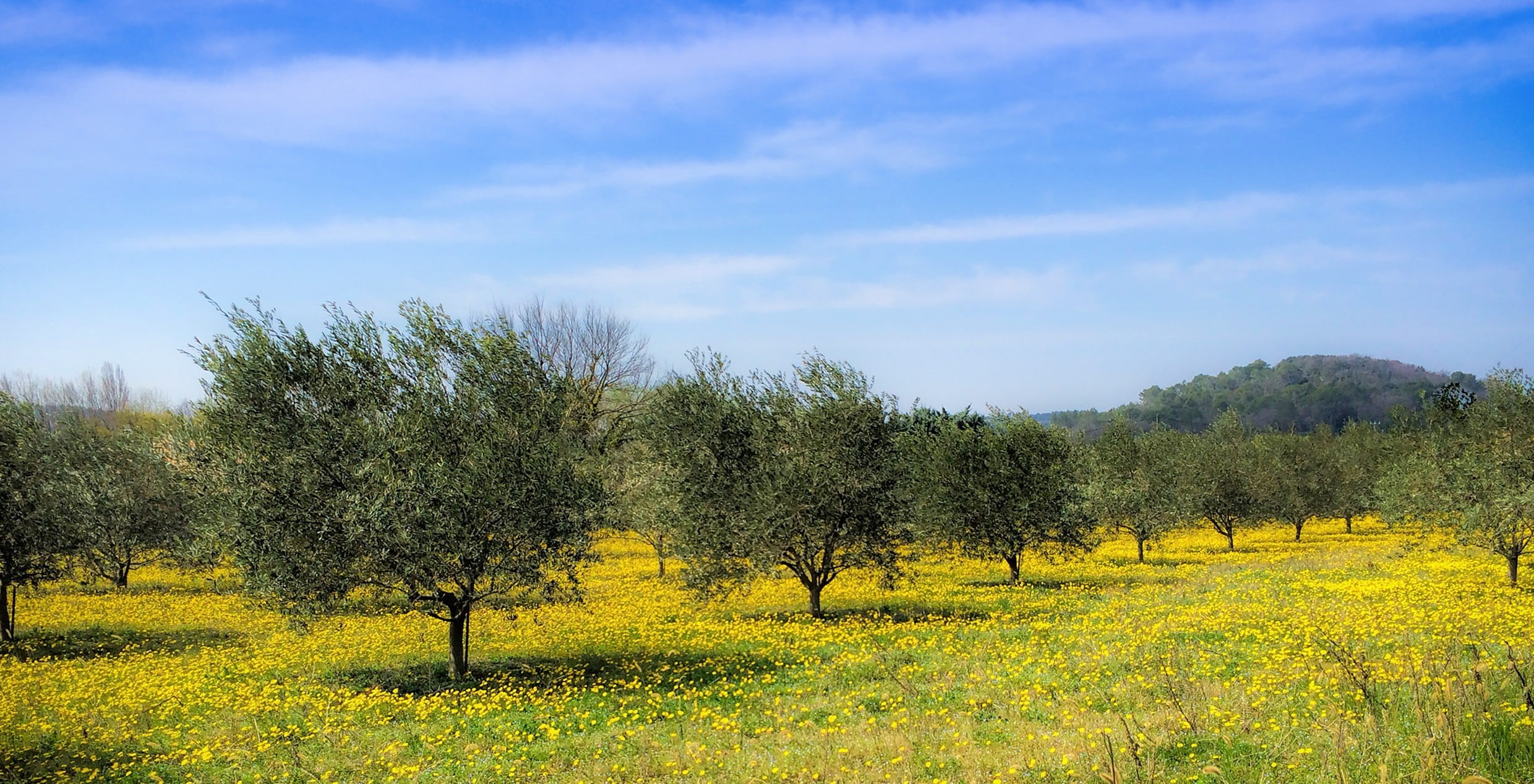 olive trees, country, daytime, 1080P, agriculture, sky, the clouds, nature, beauty In Nature, grass, meadow, field, summer, farm, plant, outdoors, spring, HD Wallpaper