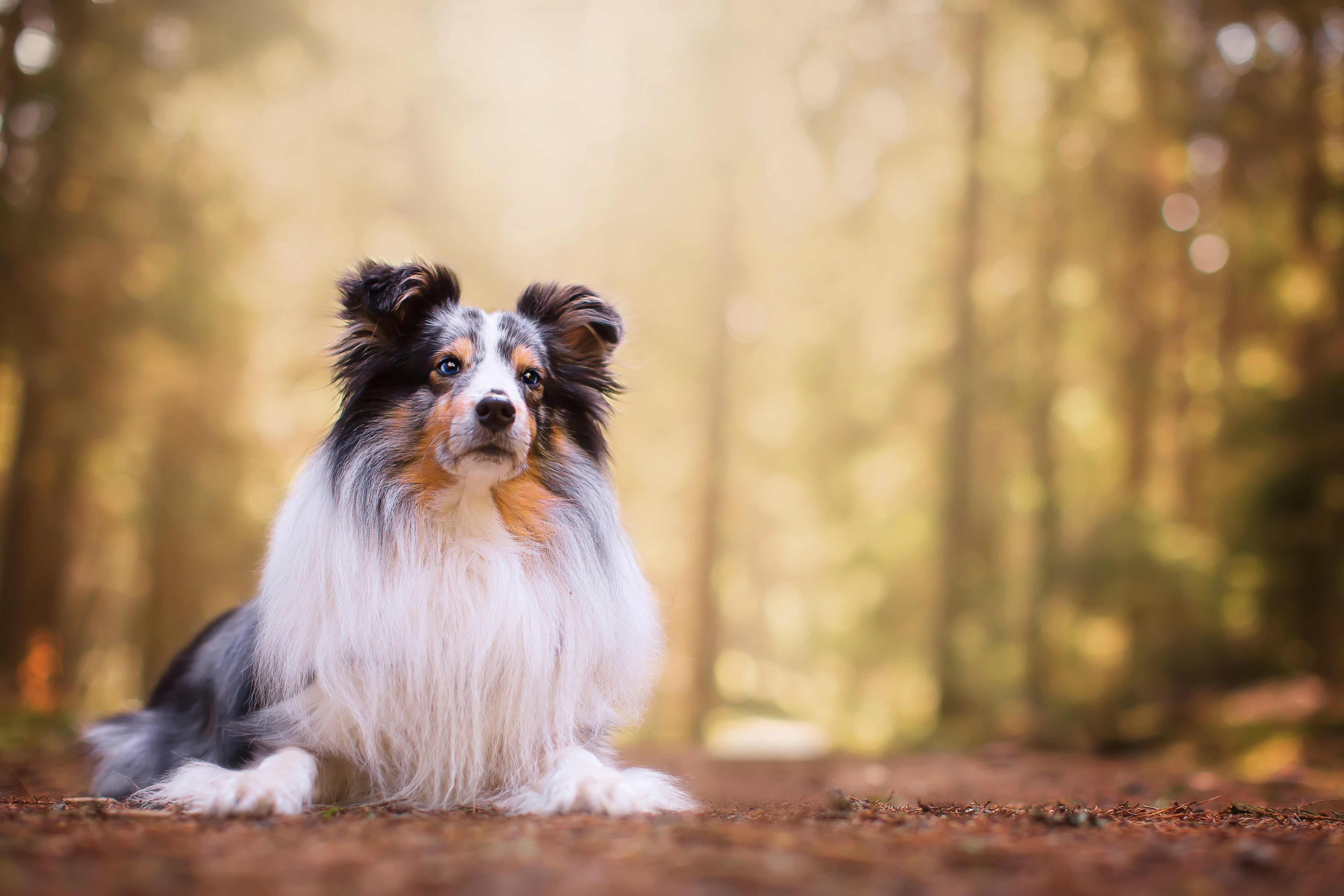 4K, Sheltie, dog, Shetland Sheepdog, Hugo, HD Wallpaper