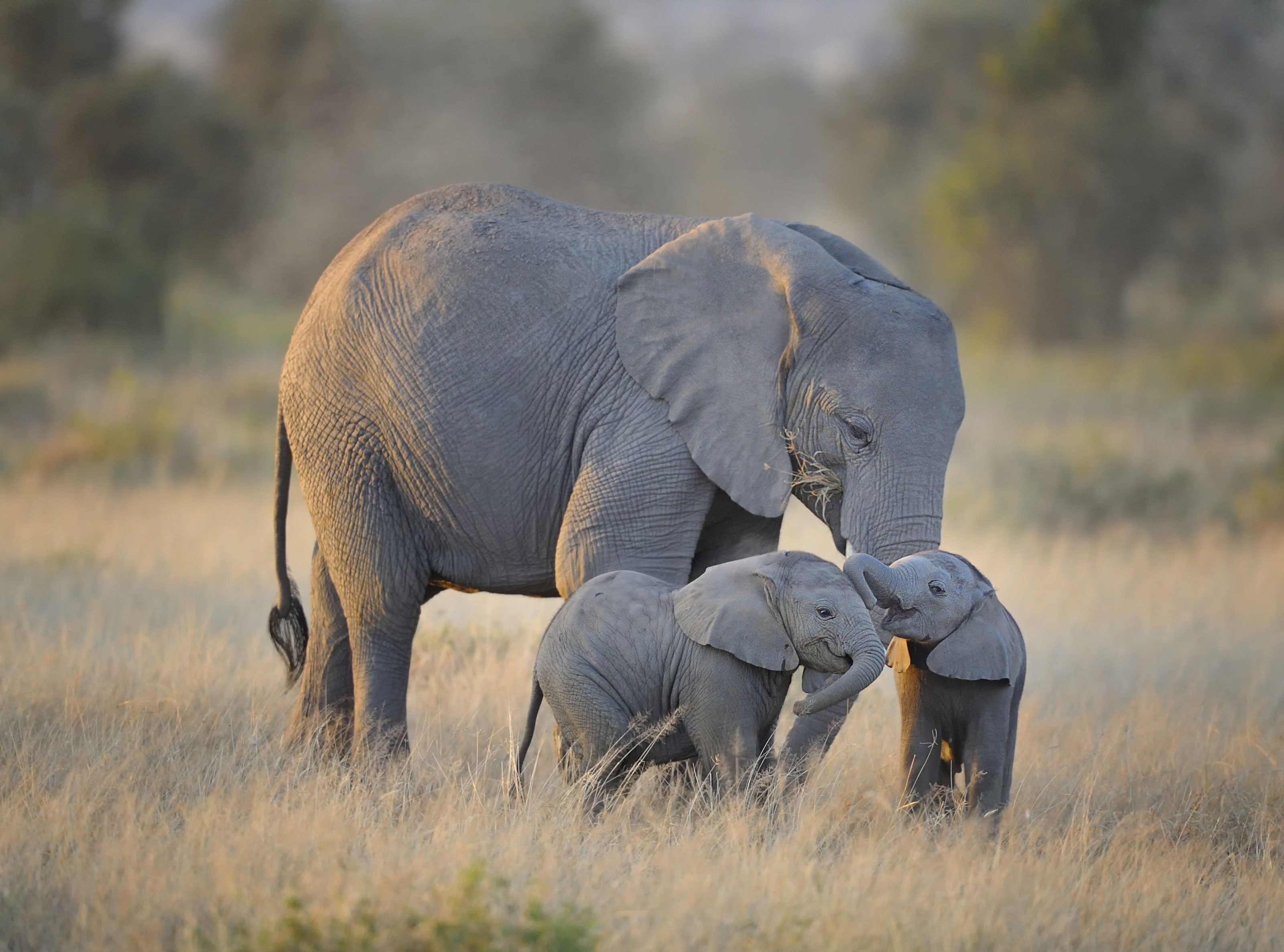  plant, Natural, Nature, habitat, Wild, Twins, Tour, conservation, group of animals, Trip, IUCN, babies, two animals, riftvalley, tourism, Preserve, HD Wallpaper