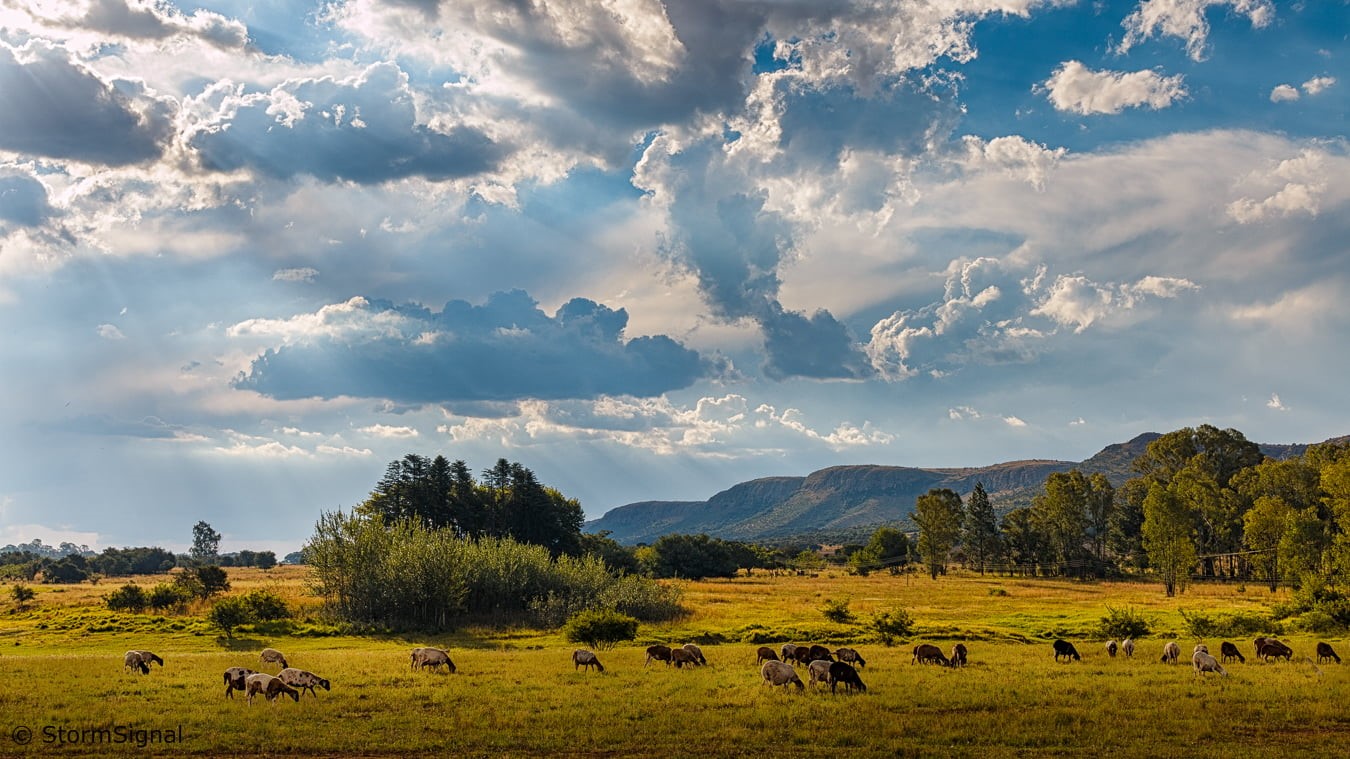cow, Clouds, South Africa, Manzi, agriculture, grazing, photo, cattle, rural Scene, Trees, pasture, herd, animals, nature, outdoors, Magaliesberg, meadow, HD Wallpaper