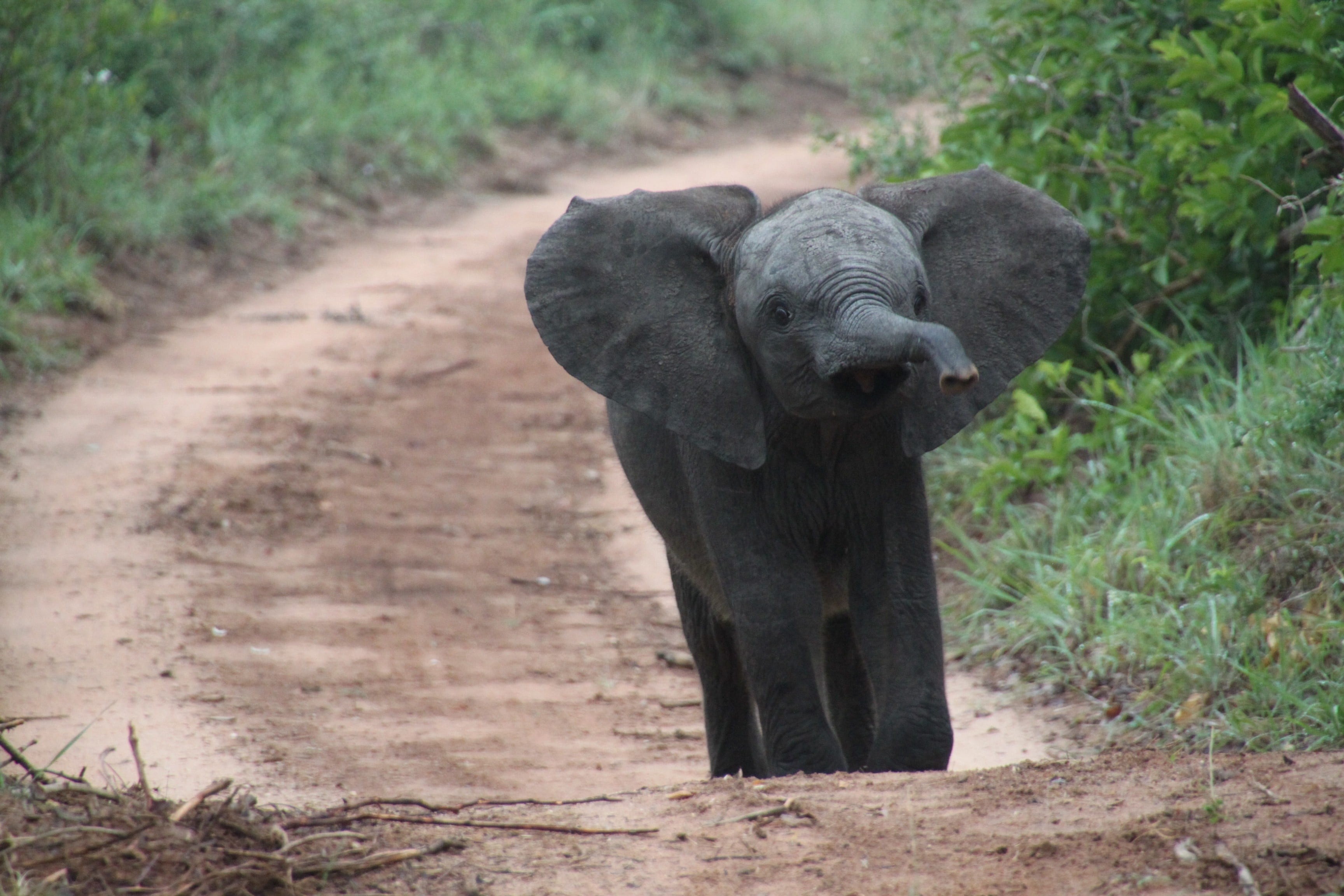 animal wildlife, animal trunk, tree, elephants, mammal, wildlife, gray, plant, animal, road, field, one animal, animal body part, outdoors, 2K, grass, HD Wallpaper