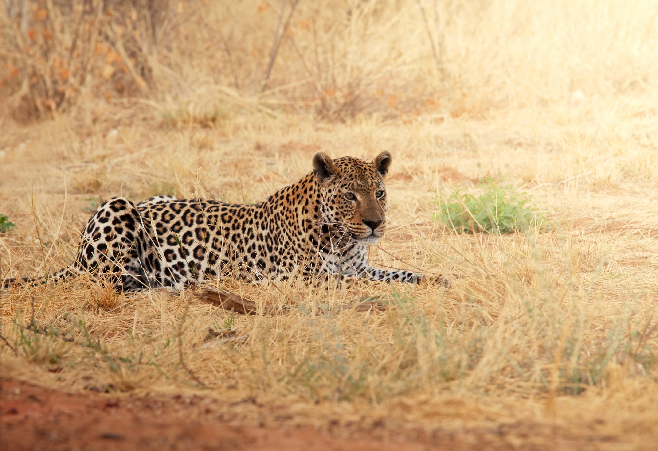 carnivora, lying Down, kruger National Park, african Leopard, mammal, kenya, animals And Pets, big Cat, national Park, serengeti National Park, extreme Terrain, HD Wallpaper