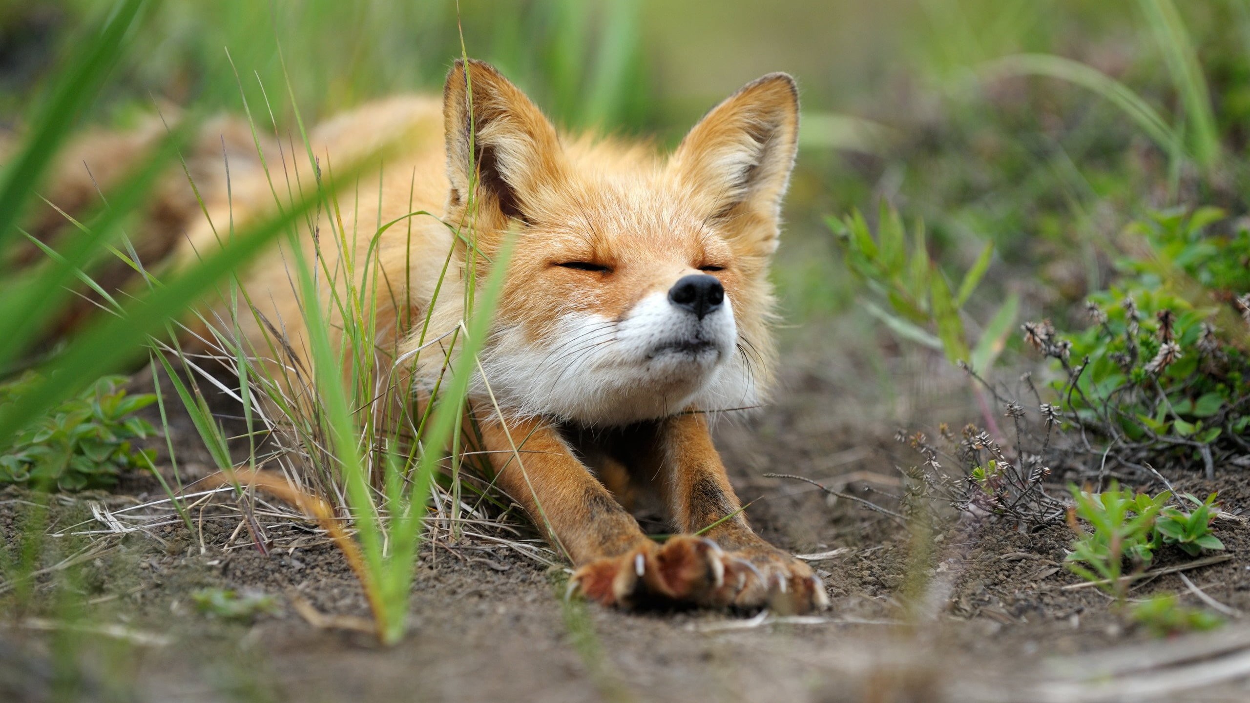 fox, animal head, animal wildlife, outdoors, one animal, animal, animal themes, portrait, plant, domestic animals, vertebrate, selective focus, stretching, HD Wallpaper