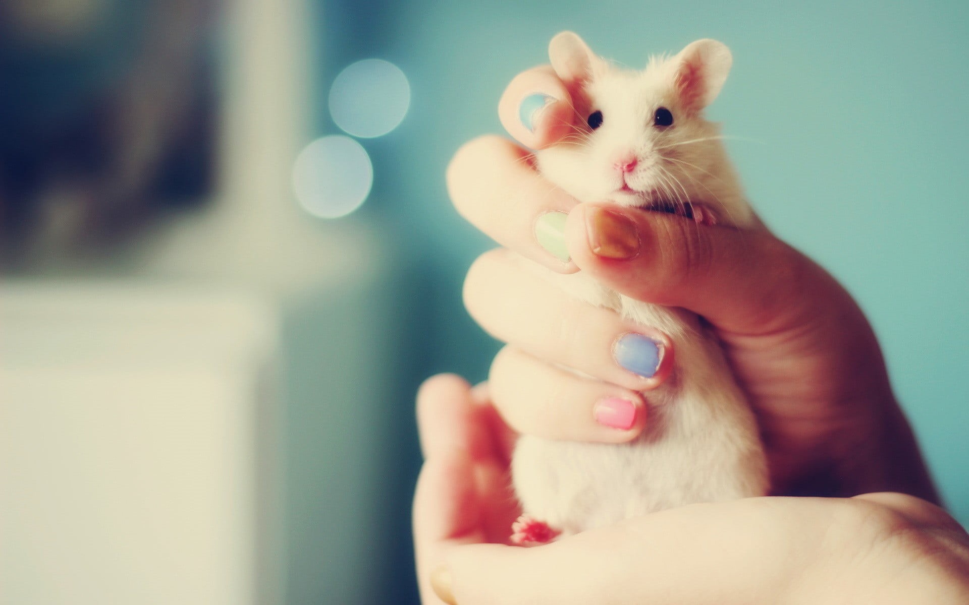 human hand, holding, finger, domestic animals, one animal, 1080P, pet owner, nail polish, focus on foreground, whisker, real people, care, domestic, animals, HD Wallpaper