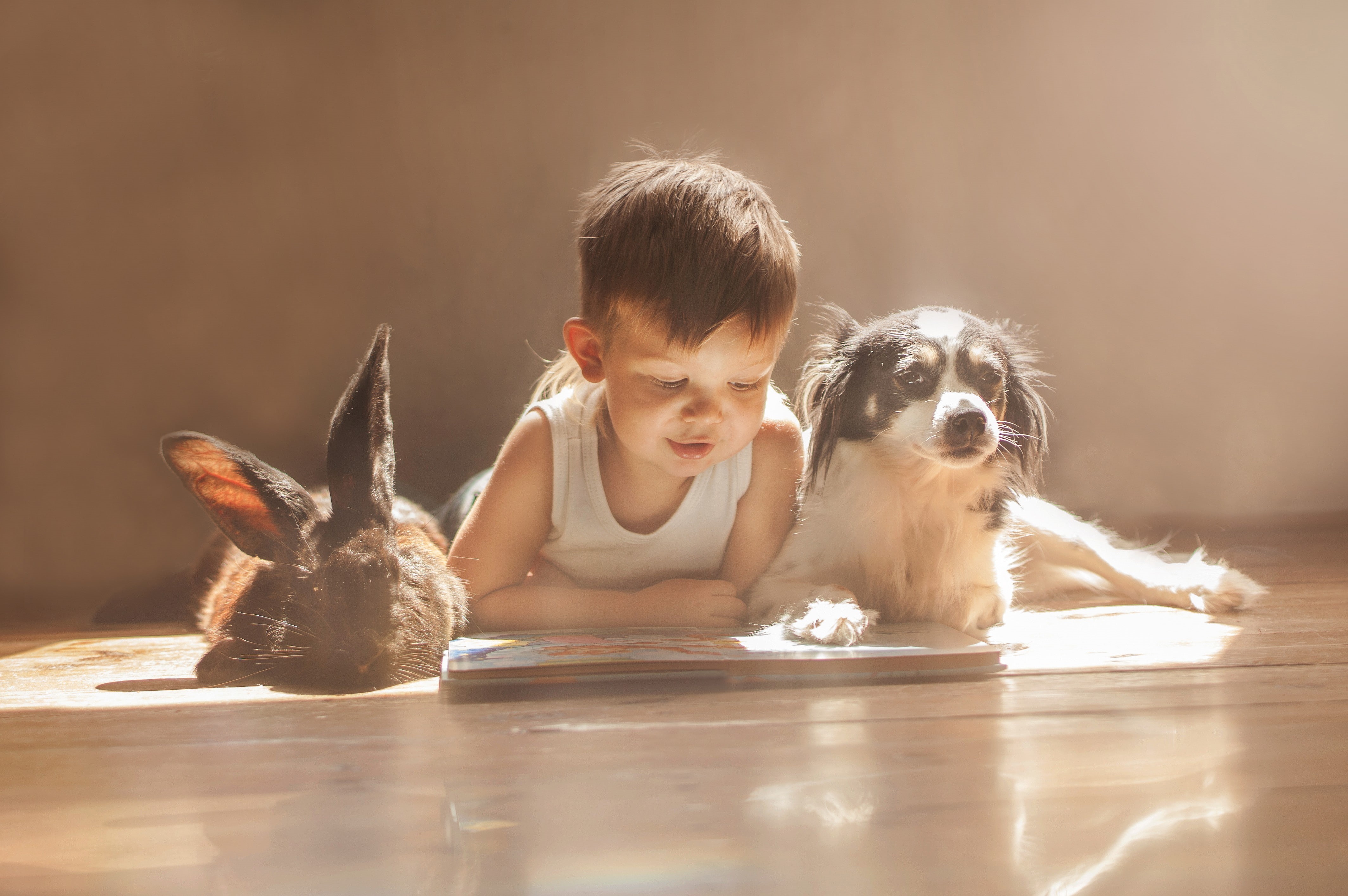 front view, 4K, pet owner, one animal, canine, flooring, innocence, portrait, child, pets, rabbits, domestic, indoors, one person, happiness, childhood, HD Wallpaper
