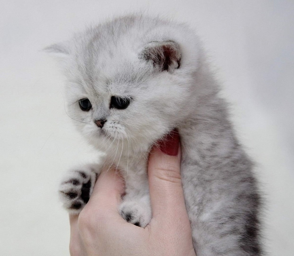 cute, human body part, cat, one animal, kitten, domestic, feline, 480P, pets, pet owner, young animal, hand, finger, body part, kittens, mammal, whisker, HD Wallpaper