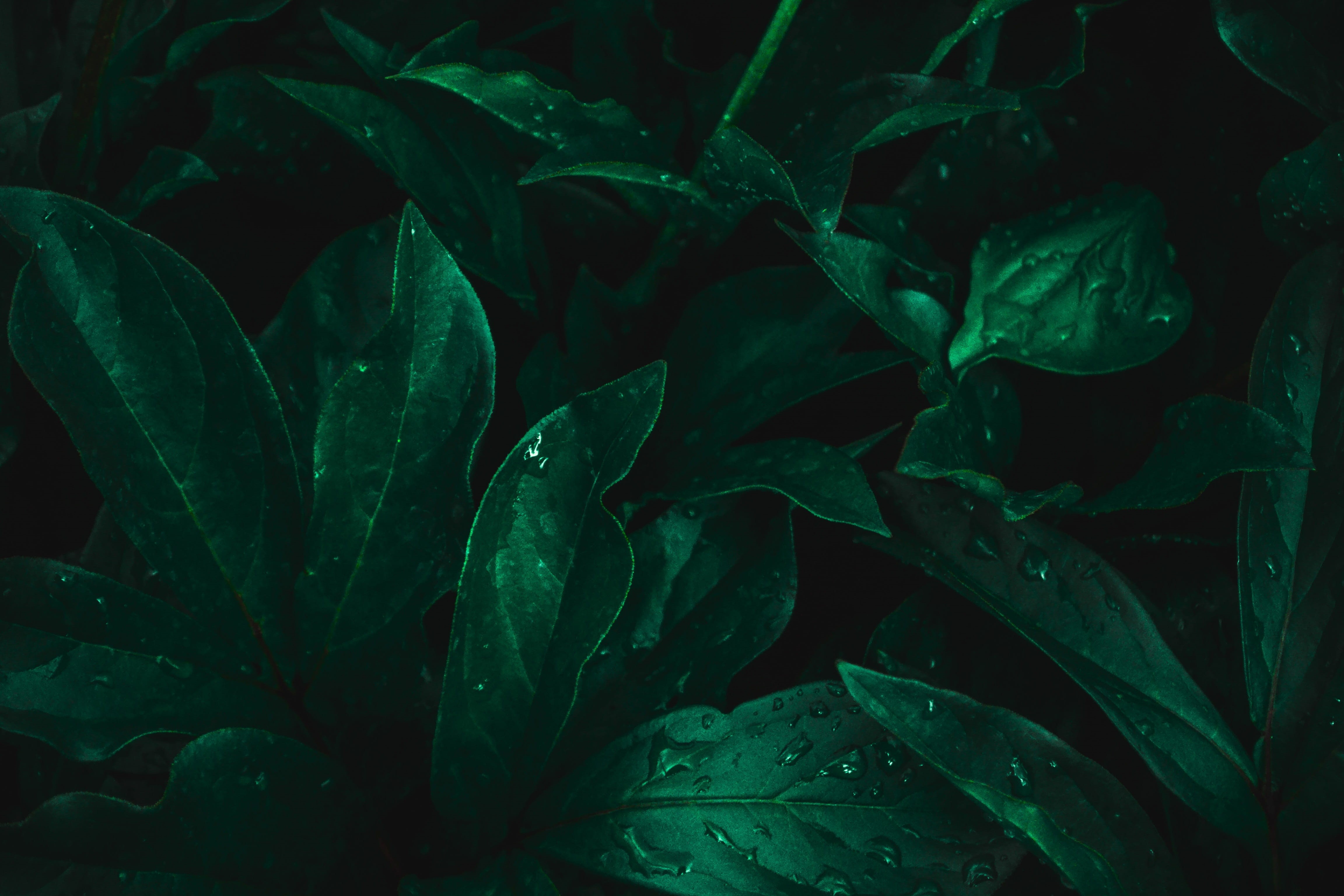 beauty in nature, high angle view, wet, water, day, nature, plant part, freshness, dew, outdoors, raindrop, 4K, green, no people, backgrounds, flora, growth, HD Wallpaper