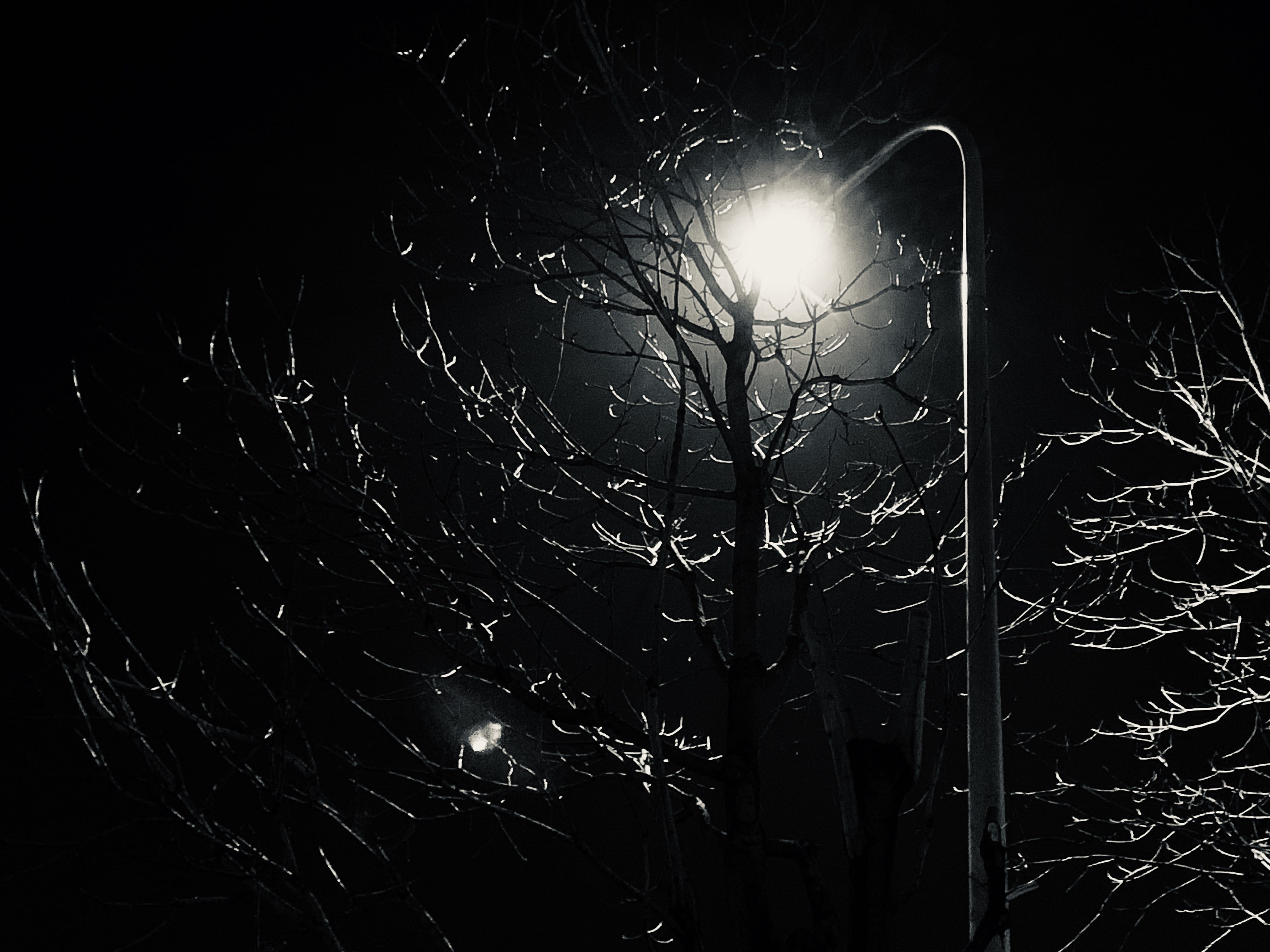 outdoors, no people, he qiao li zhi, illuminated, growth, trees, glowing, 4K, nature, astronomy, silhouette, outer space, moon, sky, lighting equipment, HD Wallpaper