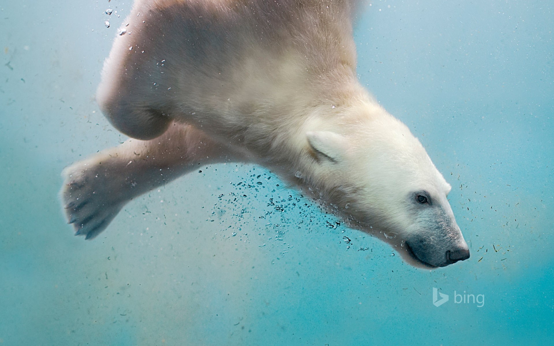 undersea, animals in the wild, marine, vertebrate, animal, nature, underwater, swimming, no people, animal wildlife, bear, sea life, aquatic mammal, bing, HD Wallpaper