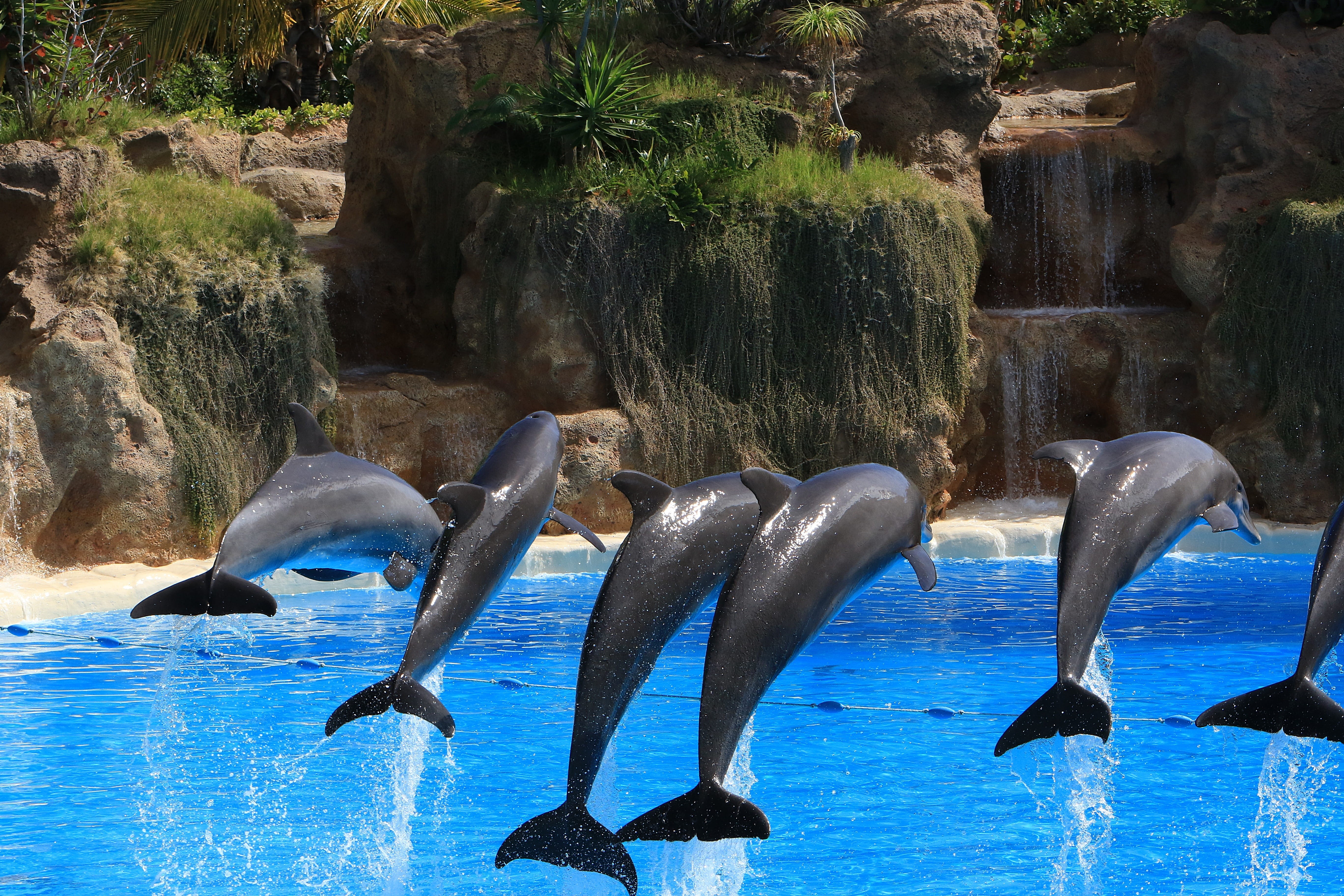 rock, sea, Dolphins, animals in the wild, day, animal themes, marine, loro park, 5K, animal, holidays, Preview, group of animals, plunge, Herd, wet, animal wildlife, HD Wallpaper