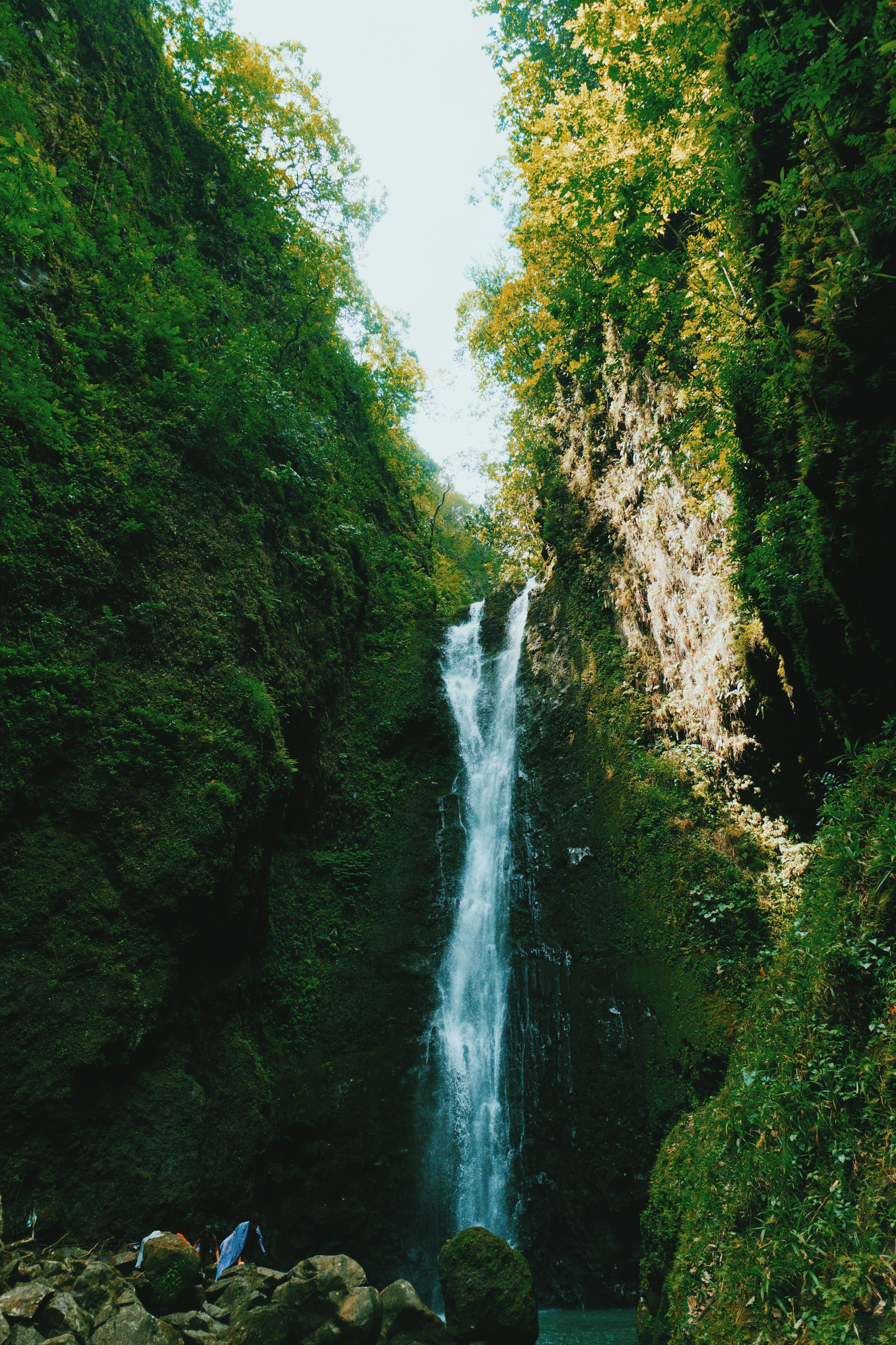 forest, purity, tropical Rainforest, rainforest, falls, 5K, water, green Color, tree, green, landscape, environment, summer, nature, beauty In Nature, Phone HD Wallpaper
