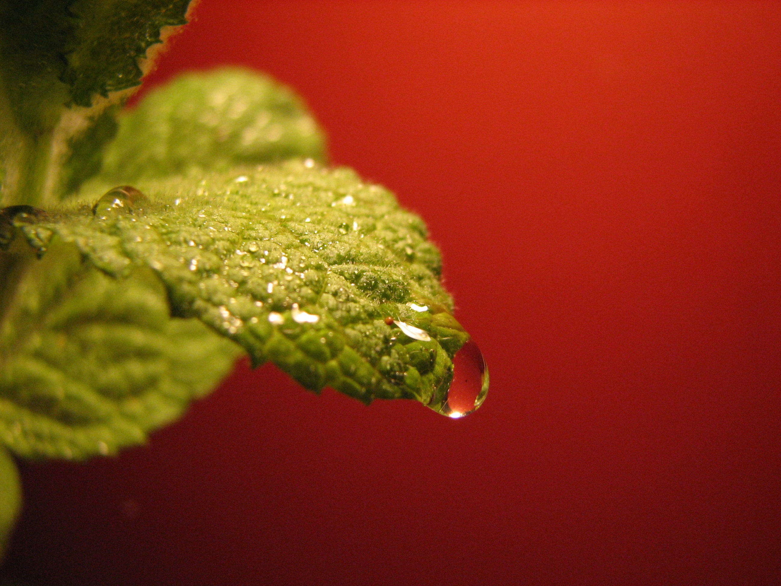 photo, greenery, leaf, green Color, drop, CMP, mint  leaf, top, green, close-up, nature, Pregnant, 2K, close, dew, macro, freshness, water, close up, plant, HD Wallpaper