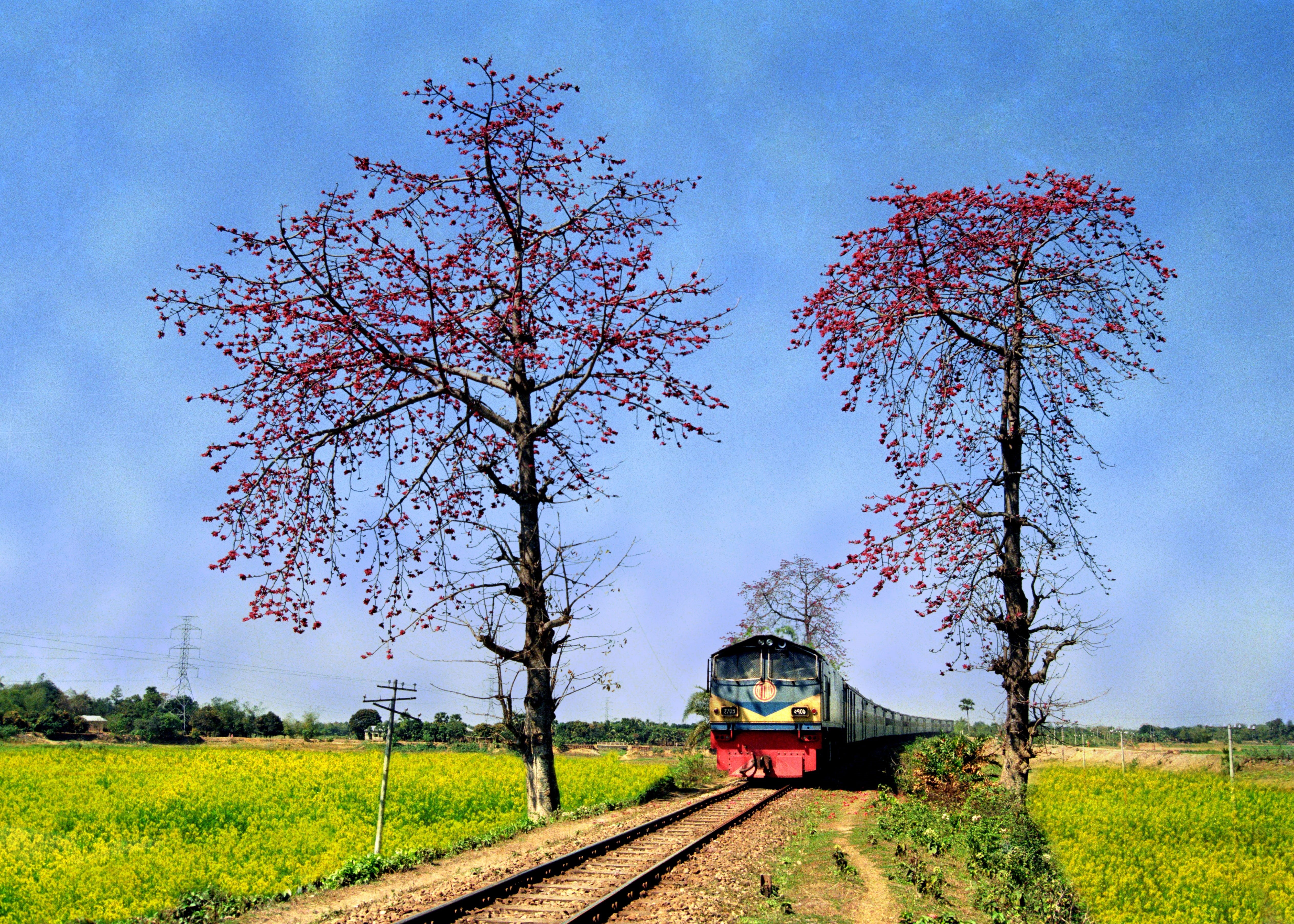 train, land, springtime, transportation, land vehicle, plant, beauty in nature, railroad track, outdoors, train - vehicle, growth, 4K, landscape, rail transportation, HD Wallpaper