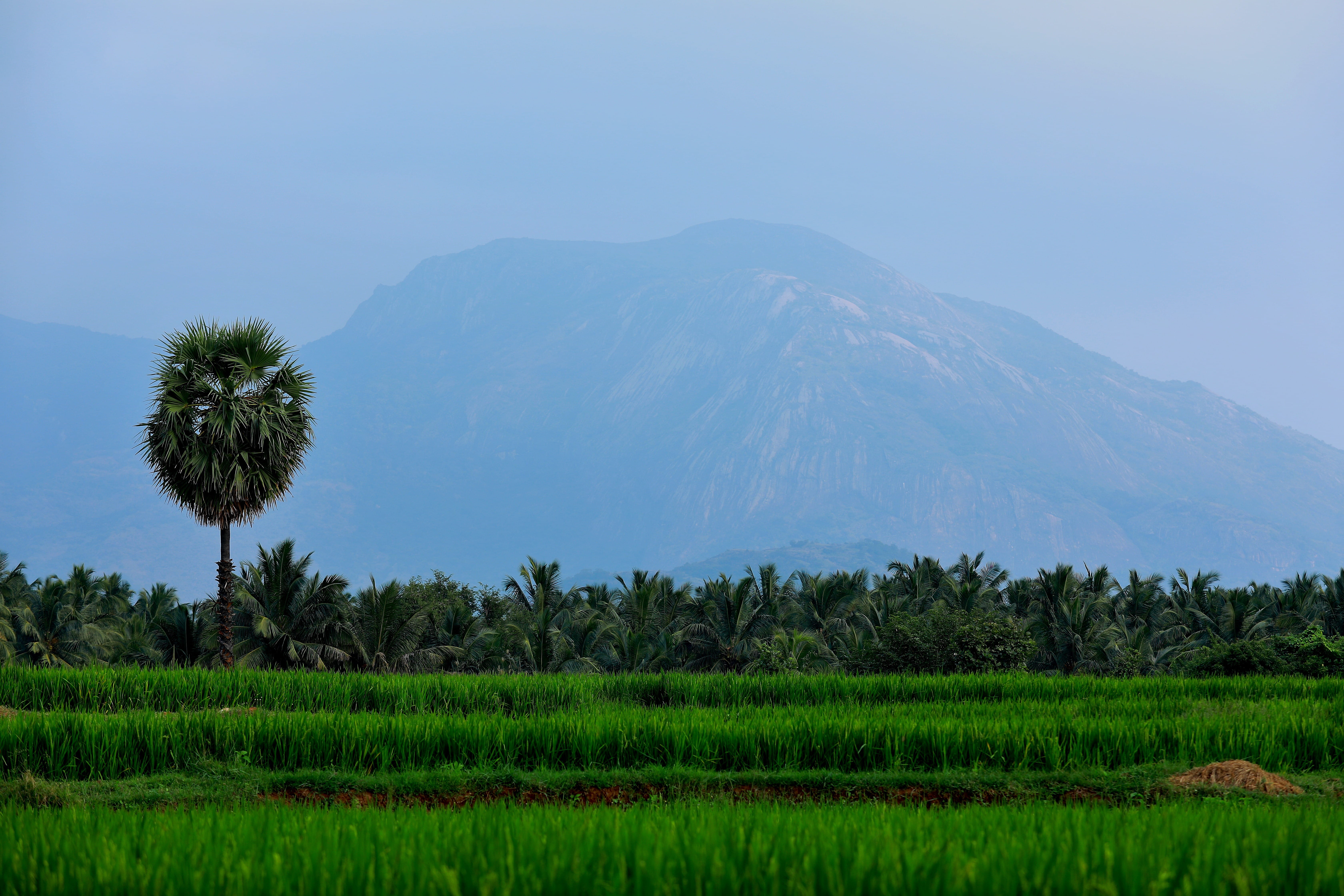 beauty in nature, sky, field, house, tranquil scene, 5K, crop, love, scenics - nature, pollachi, rural scene, tree, nature, no people, palm tree, HD Wallpaper