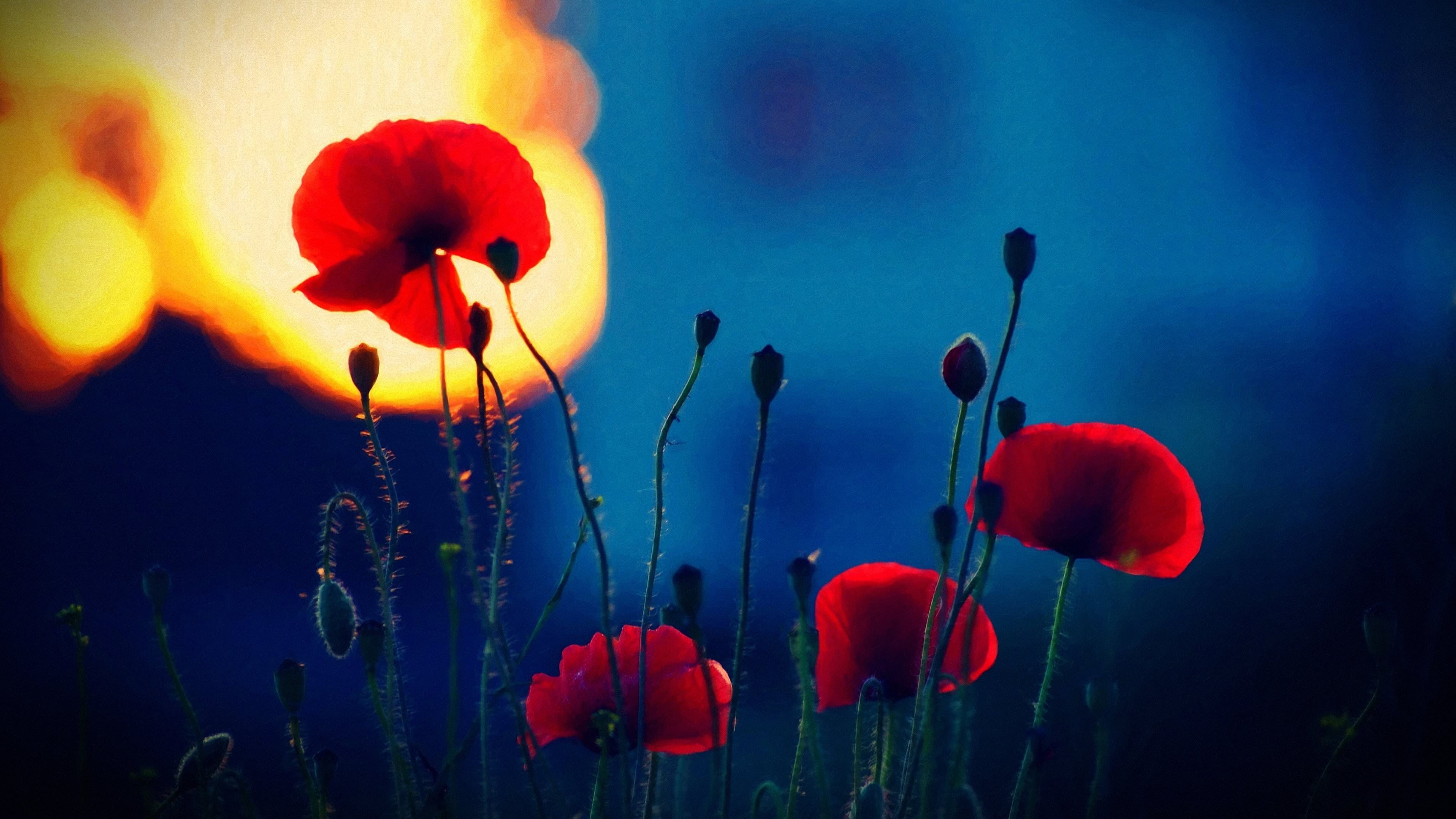 fragility, flower head, tulip, plant stem, close-up, blue, freshness, inflorescence, lamp, vulnerability, poppy, poppies, outdoors, petal, flowers, red flowers, HD Wallpaper