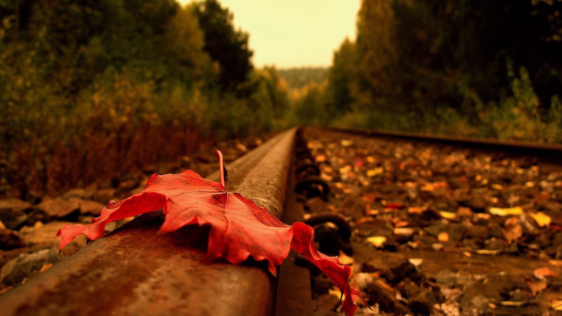 leaf, scenics, shallow, woodland, multi Colored, orange Color, wood - Material, dry, railroad track, tree, diminishing Perspective, rail transportation, HD Wallpaper