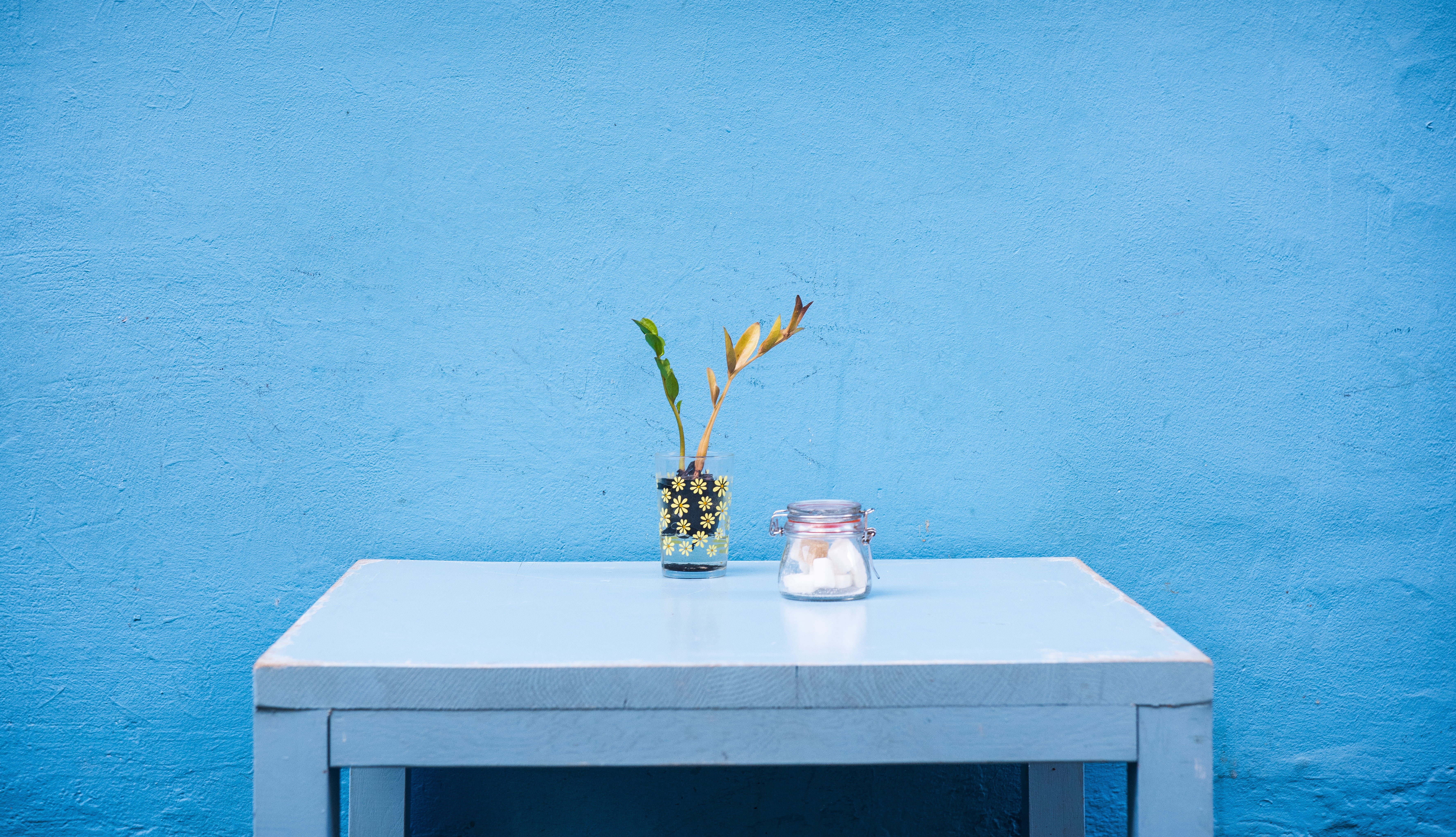 jar, flowering plant, minimalist, no People, vase, simplicity, day, freshness, wall - Building Feature, wood - material, table, green, wall, leaf, indoors, HD Wallpaper