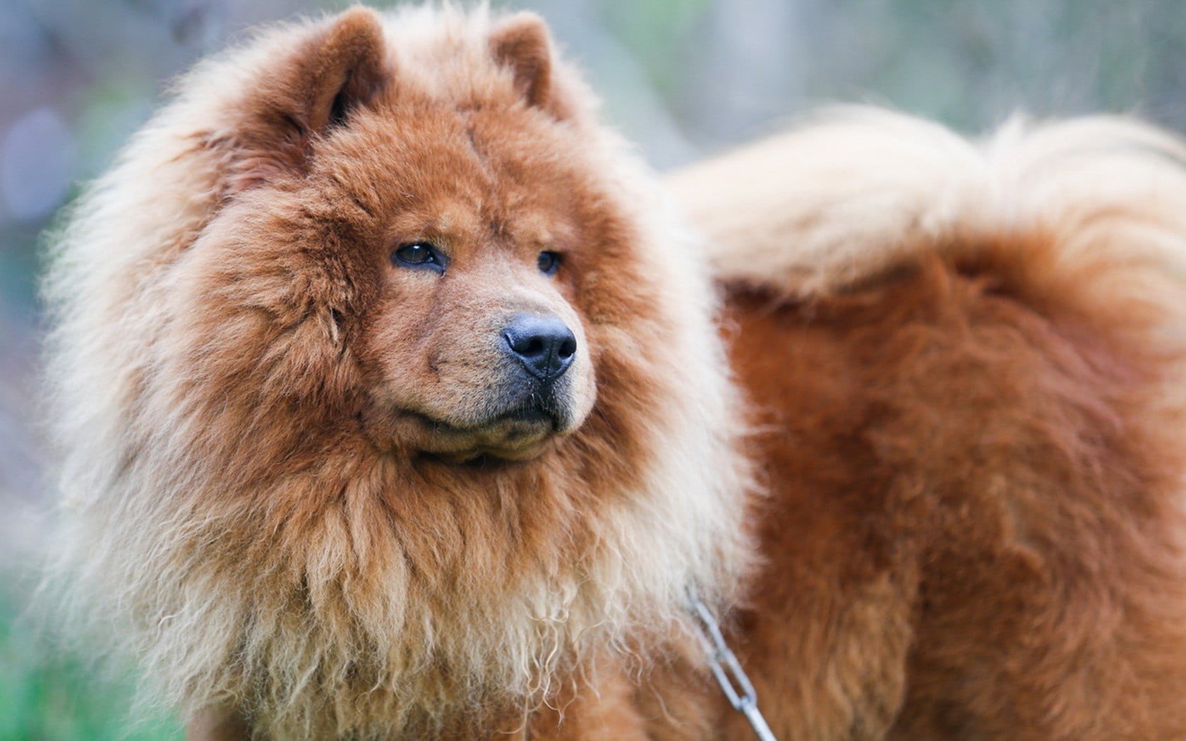 animal head, close-up, adult, looking, looking at camera, brown, bear, animal body part, animal, animal wildlife, day, portrait, chow, animals, hair, no people, HD Wallpaper
