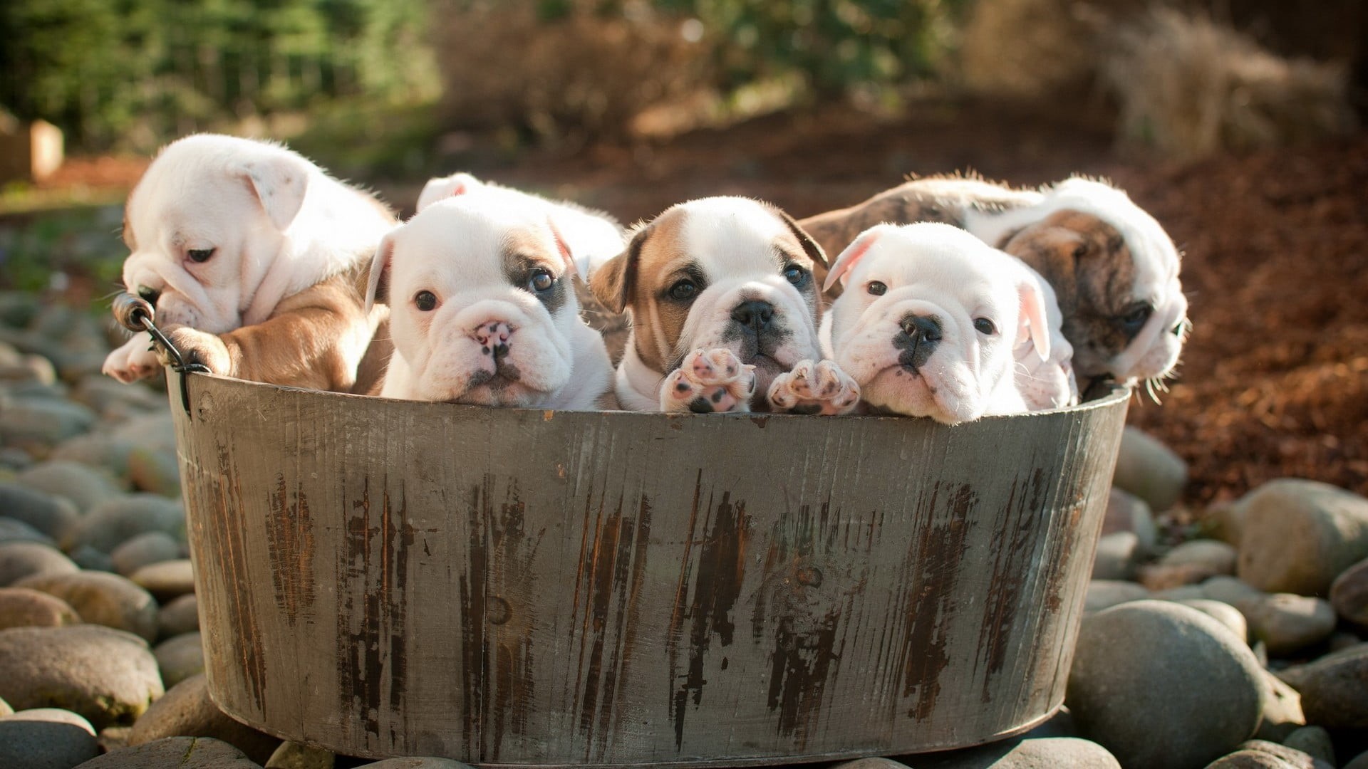 puppies, liter, canine, young animal, group of animals, no people, day, puppy, tricolor, close-up, 1080P, container, looking at camera, small, outdoors, HD Wallpaper