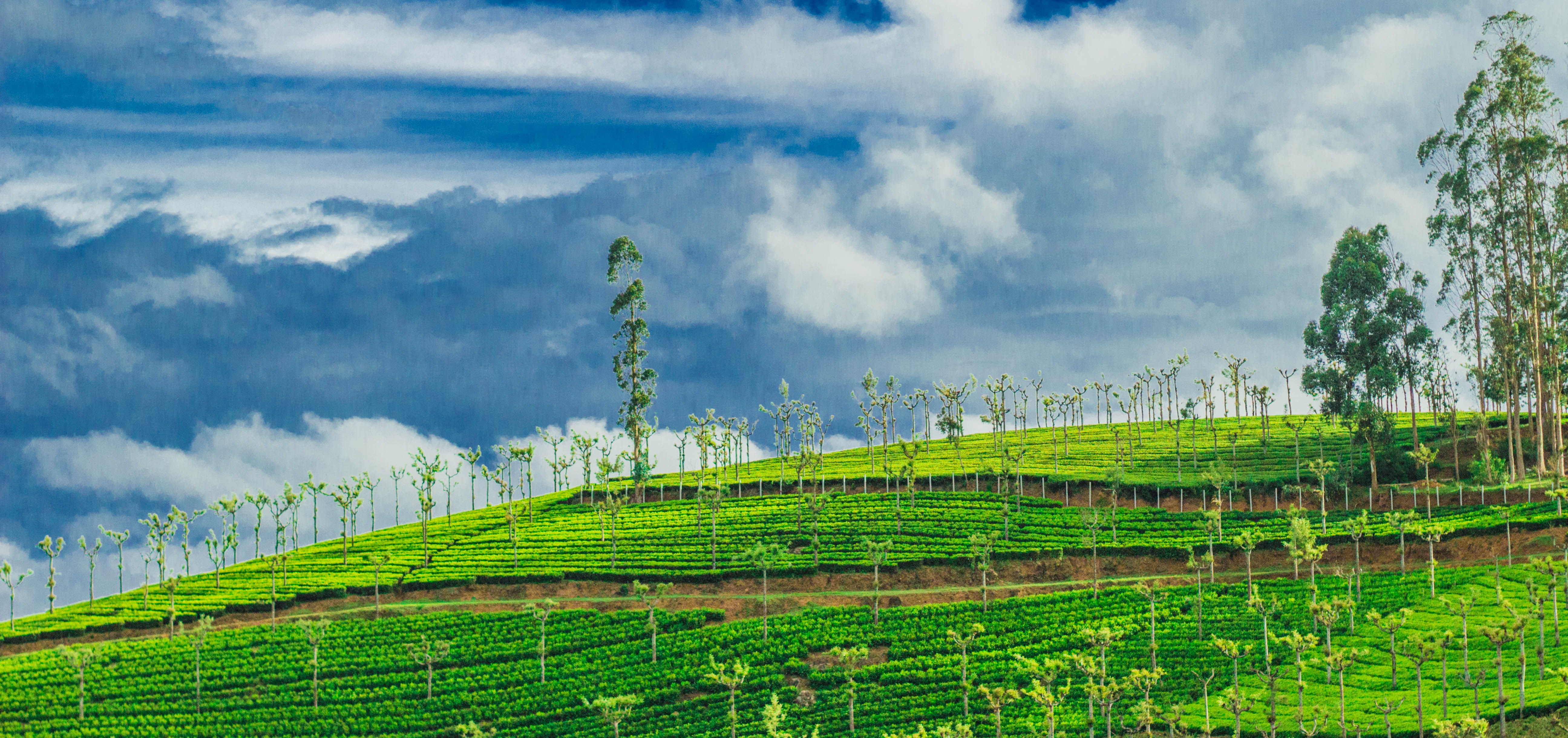 tranquility, tea crop, india, farm, outdoors, plantation, 5K, rural scene, clouds, environment, agriculture, sky, plant, tranquil scene, nature, hills, HD Wallpaper