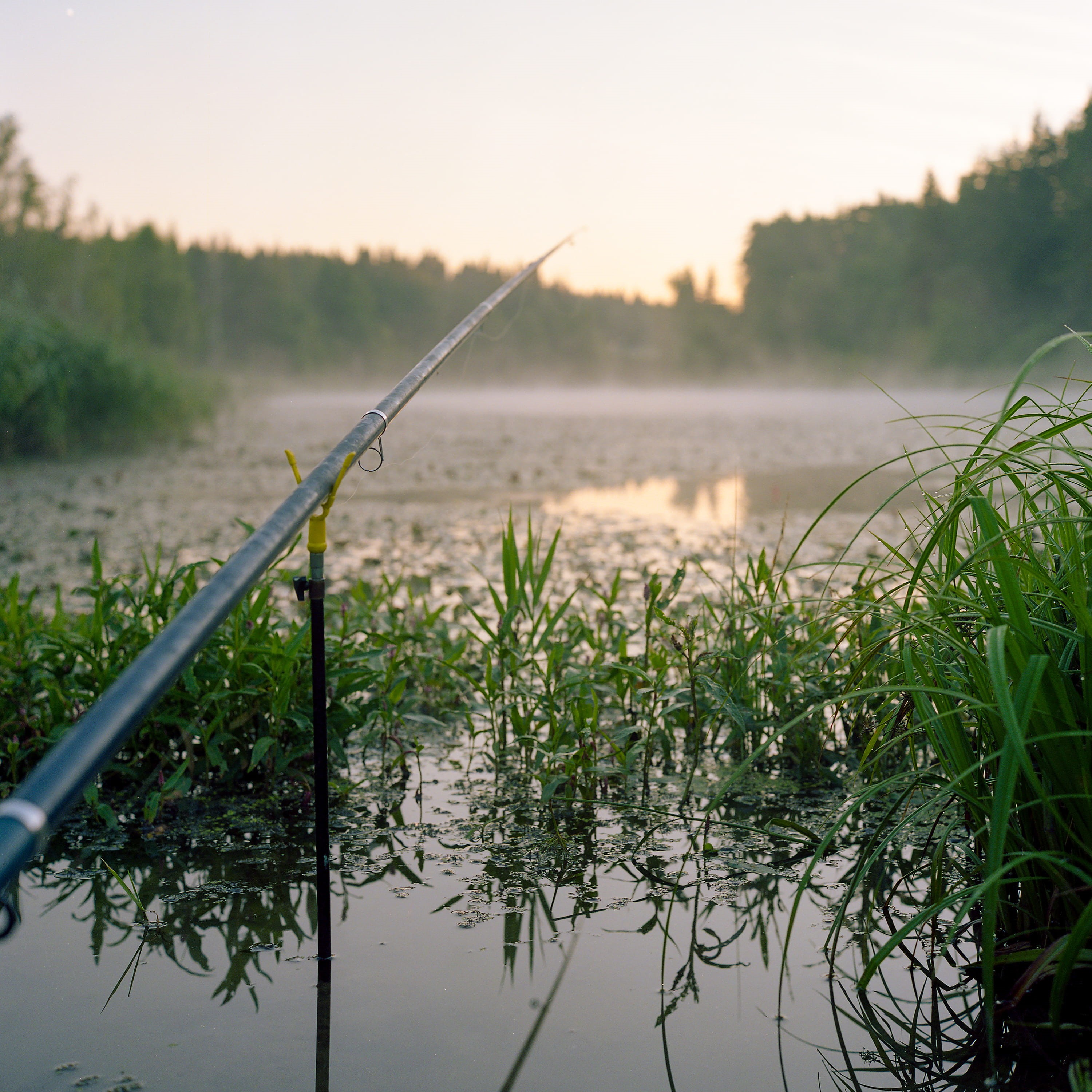 fog, rolleiflex, mediumformat, tranquil scene, beauty in nature, non-urban scene, nature, growth, focus on foreground, fiching, grass, sky, rod, outdoors, Phone HD Wallpaper