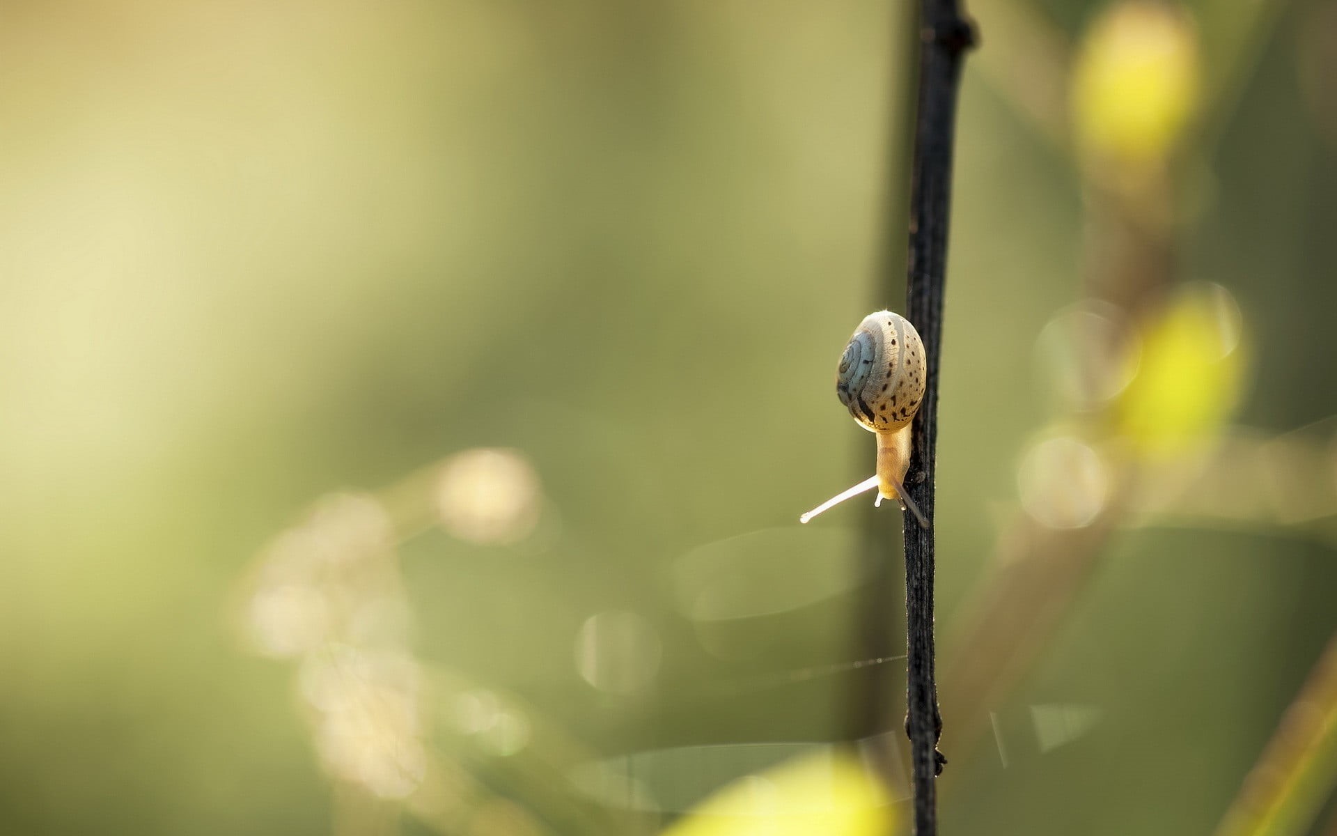 twig, focus on foreground, close-up, closeup, grass, green Color, summer, defocused, black, outdoors, forest, one animal, branch, selective focus, tree, HD Wallpaper