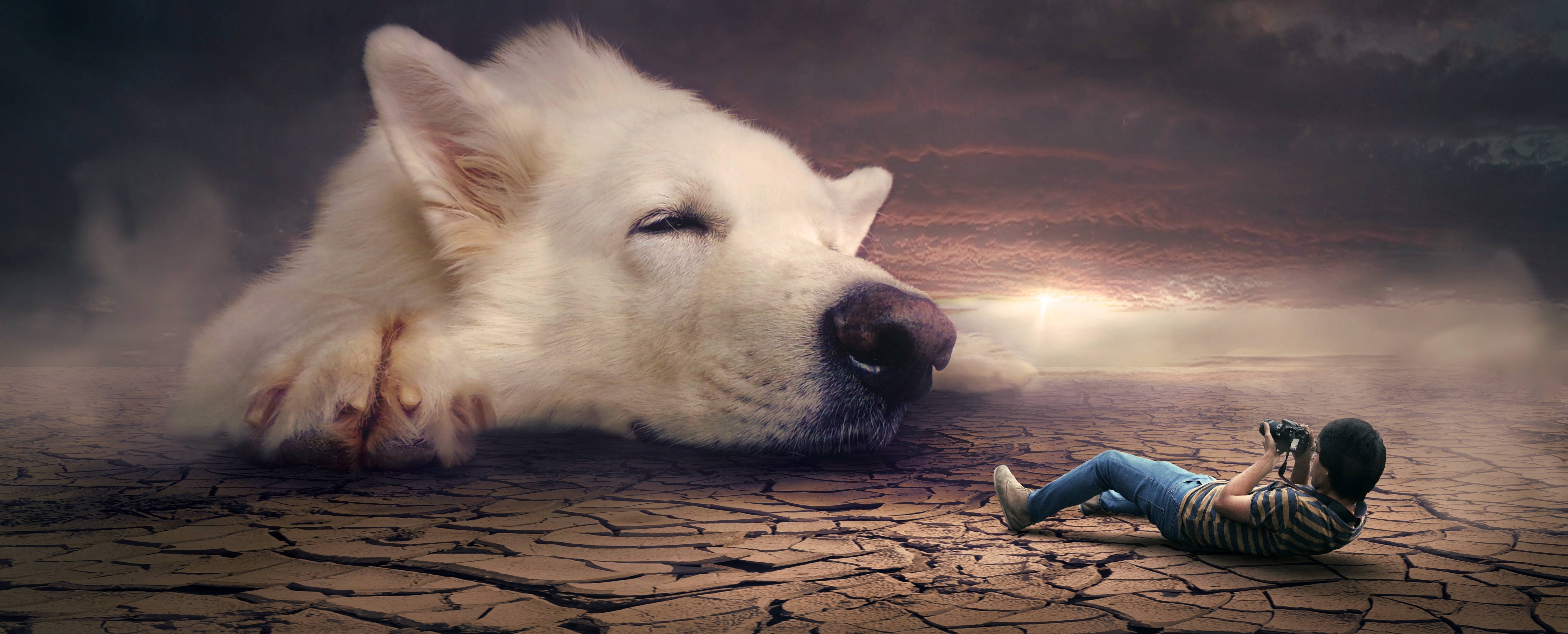 5K, mystical, photomontage, dream, surreal, fantasy, dog, HD Wallpaper
