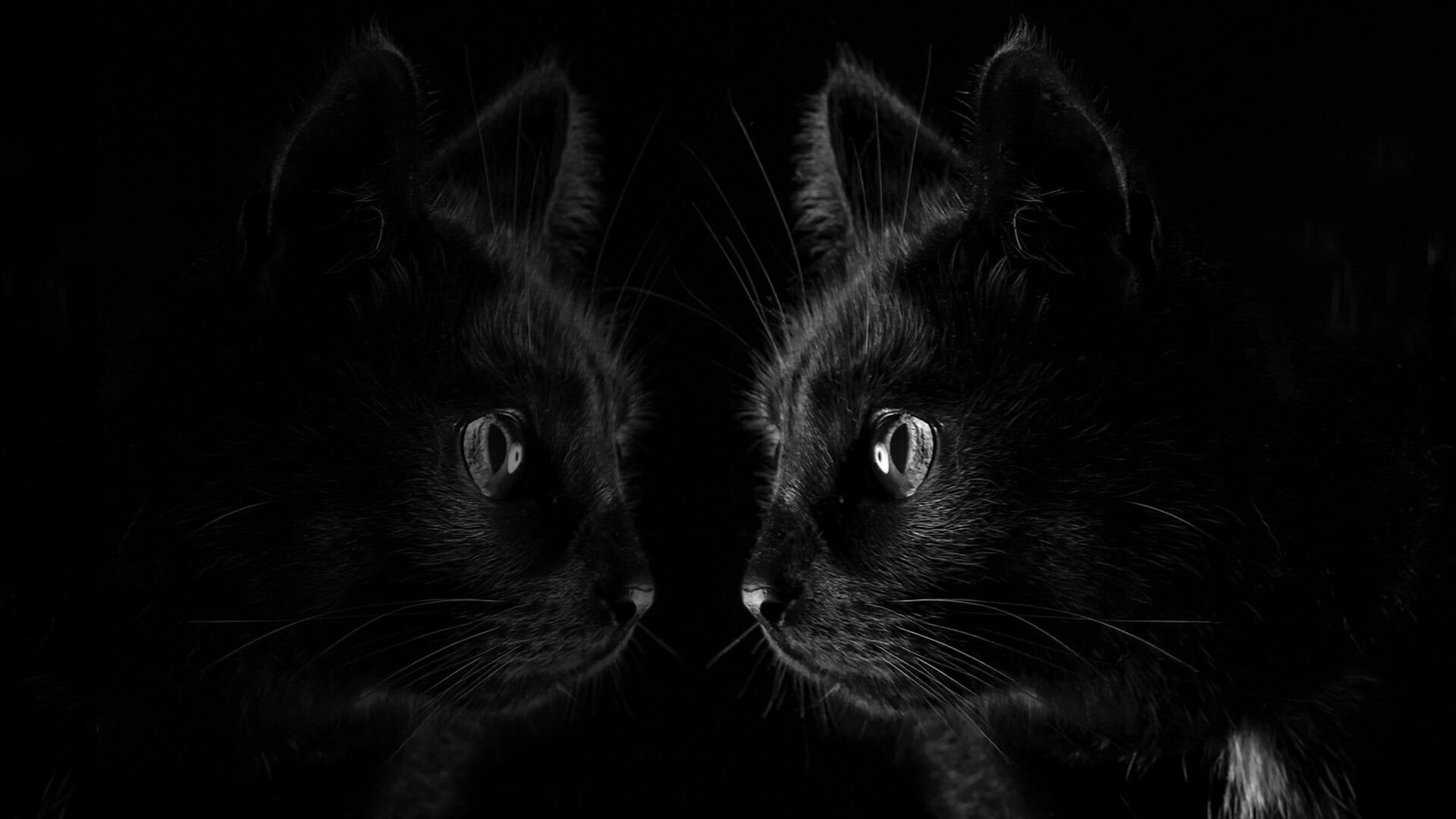 studio shot, animal body part, whisker, black cat, cat, domestic animals, indoors, pets, reflection, aggression, mammal, animal, black background, face, HD Wallpaper