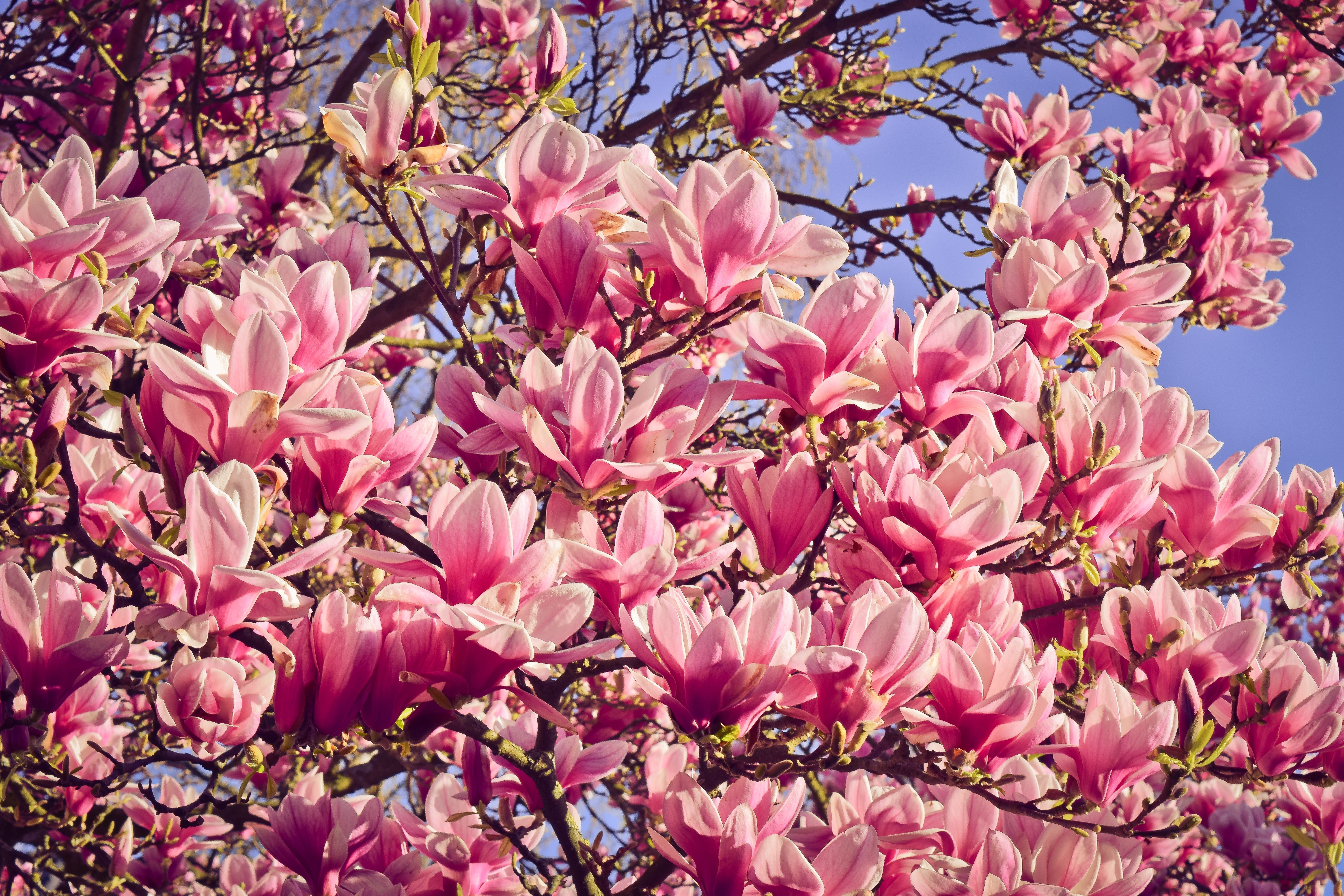 tree, bloom, cherry blossom, inflorescence, sky, plant, beauty in nature, pink, close-up, petal, season, growth, color, cherry tree, romance, day, flower, HD Wallpaper